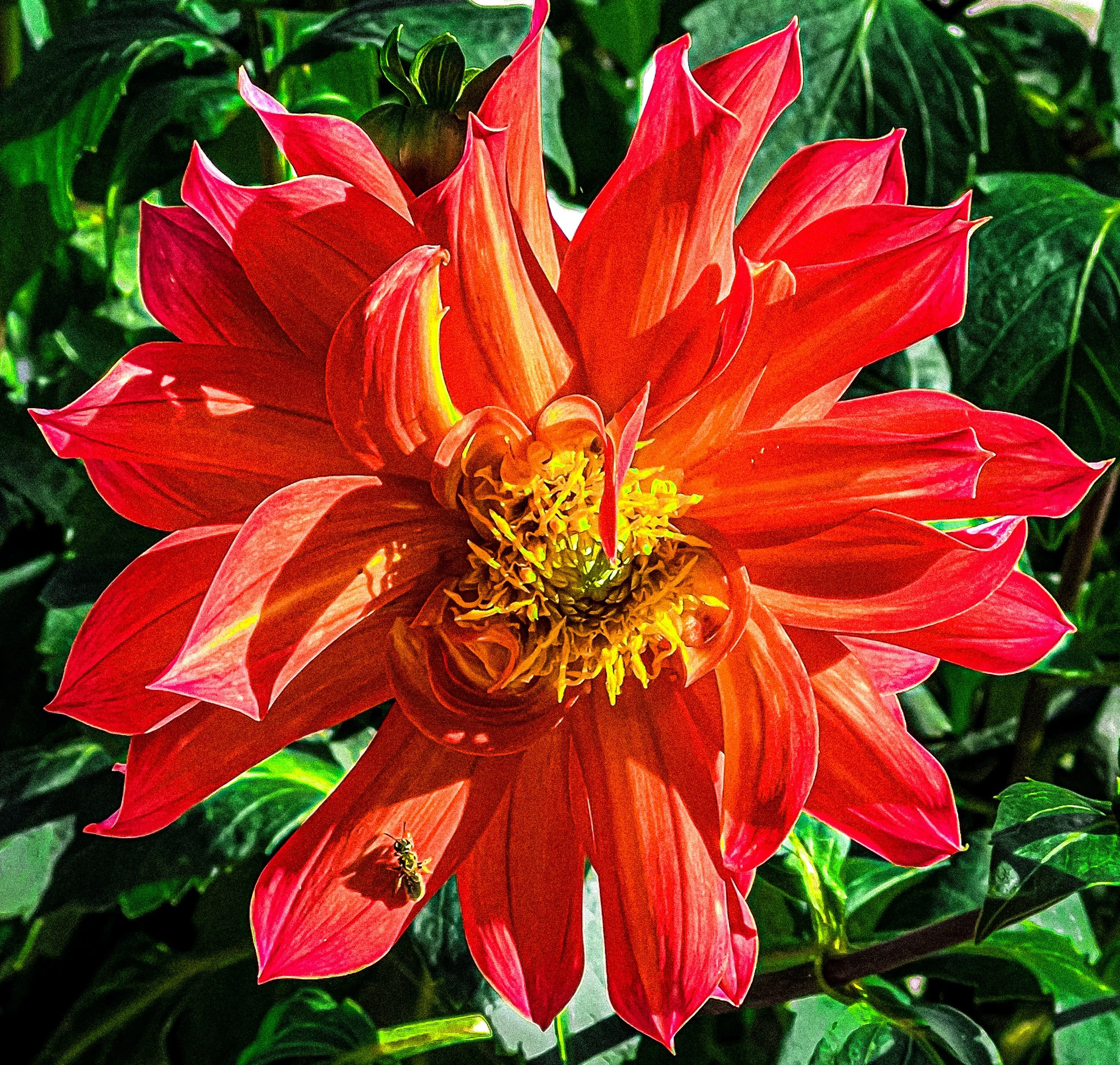 A large, vibrant red flower with pointed petals and yellow stamens at the center, surrounded by green leaves.