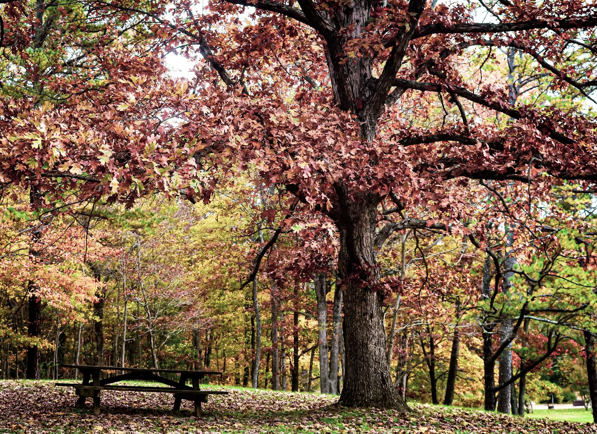 Colorful autumn trees with red, yellow, and green leaves surrounding a wooden bench in a park.