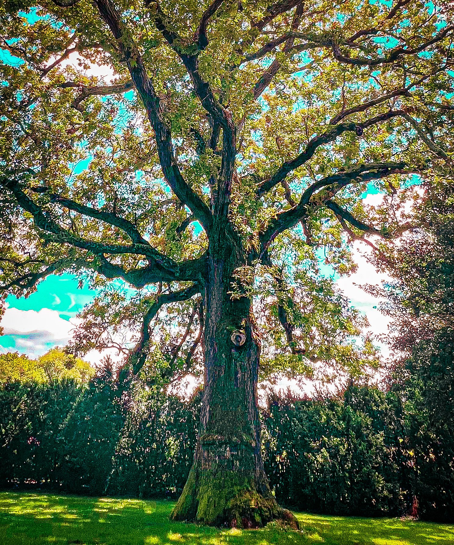 Large mature tree with a thick, textured trunk and sprawling branches filled with green leaves, in a grassy park with a blue sky and clouds in the background.