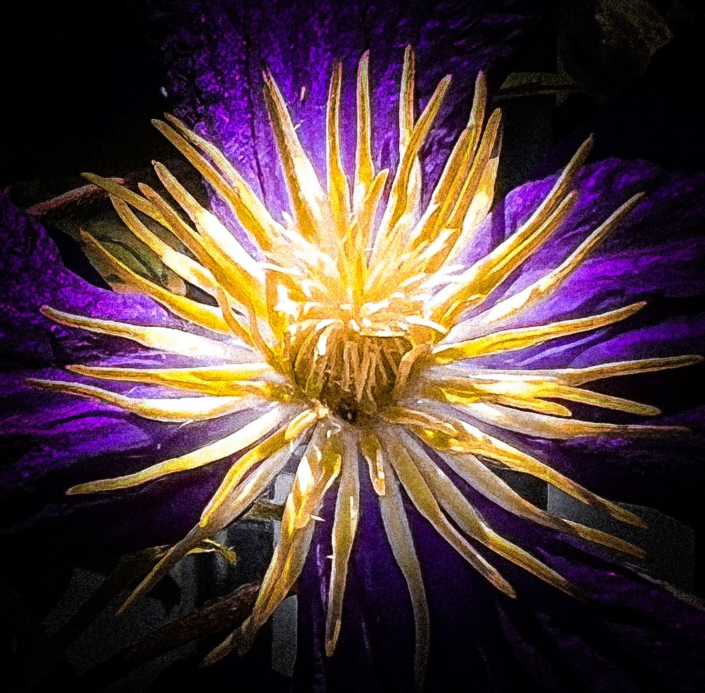 A vibrant purple water lily flower with bright yellow stamens in the center, illuminated against a dark background.
