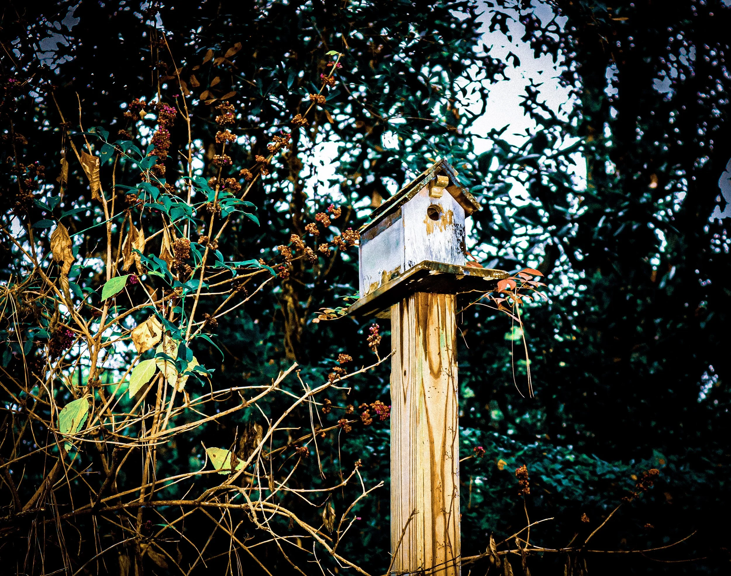 A birdhouse mounted on a wooden post amid dense foliage with green and brown leaves, some with dried seed pods, in a natural outdoor setting.