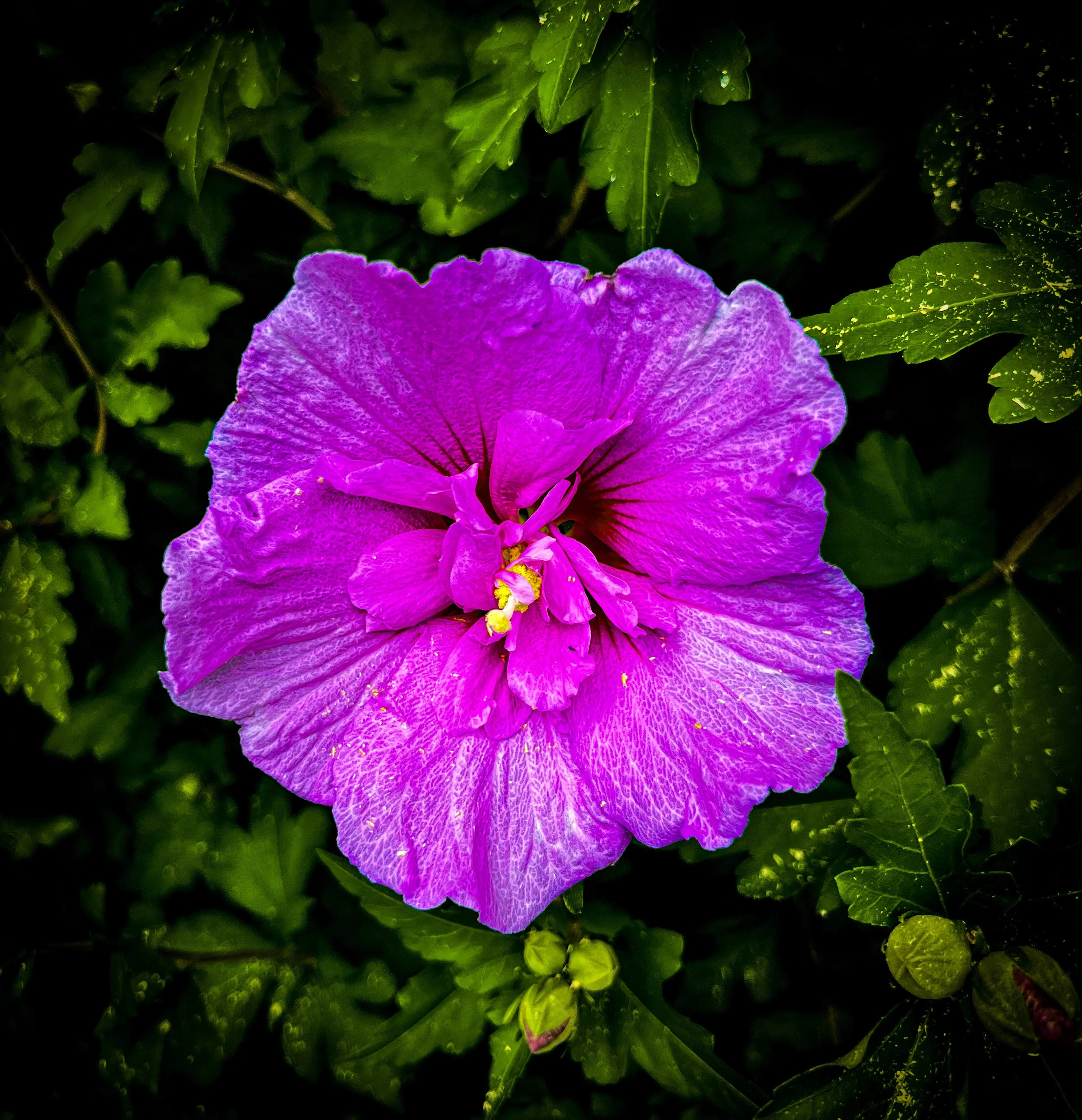 A bright purple hibiscus flower with green leaves in the background.