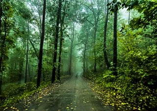 A dirt road running through a lush, foggy forest with green trees and fallen leaves.