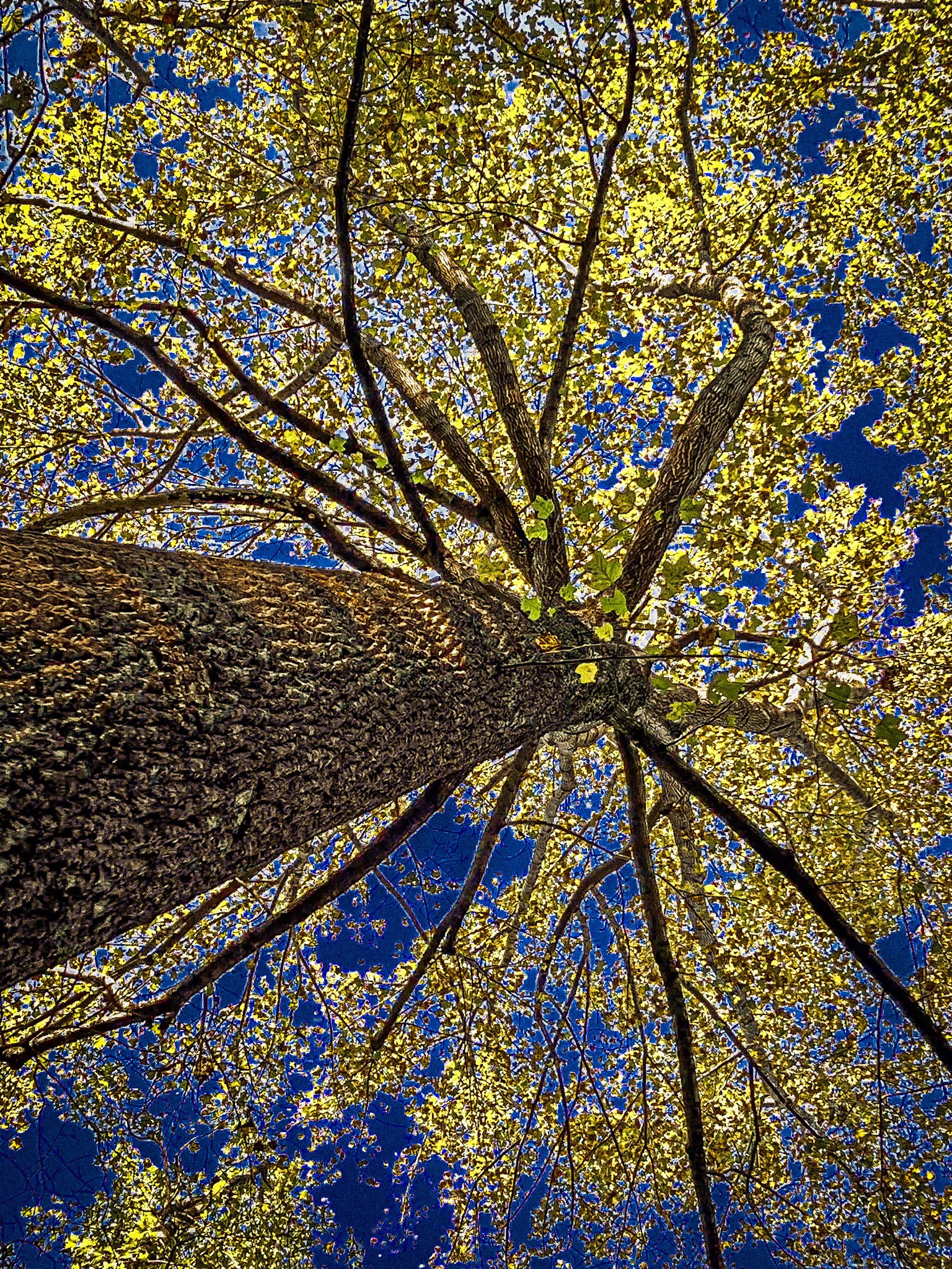 Low-angle view of a tall tree with yellow leaves against a clear blue sky.
