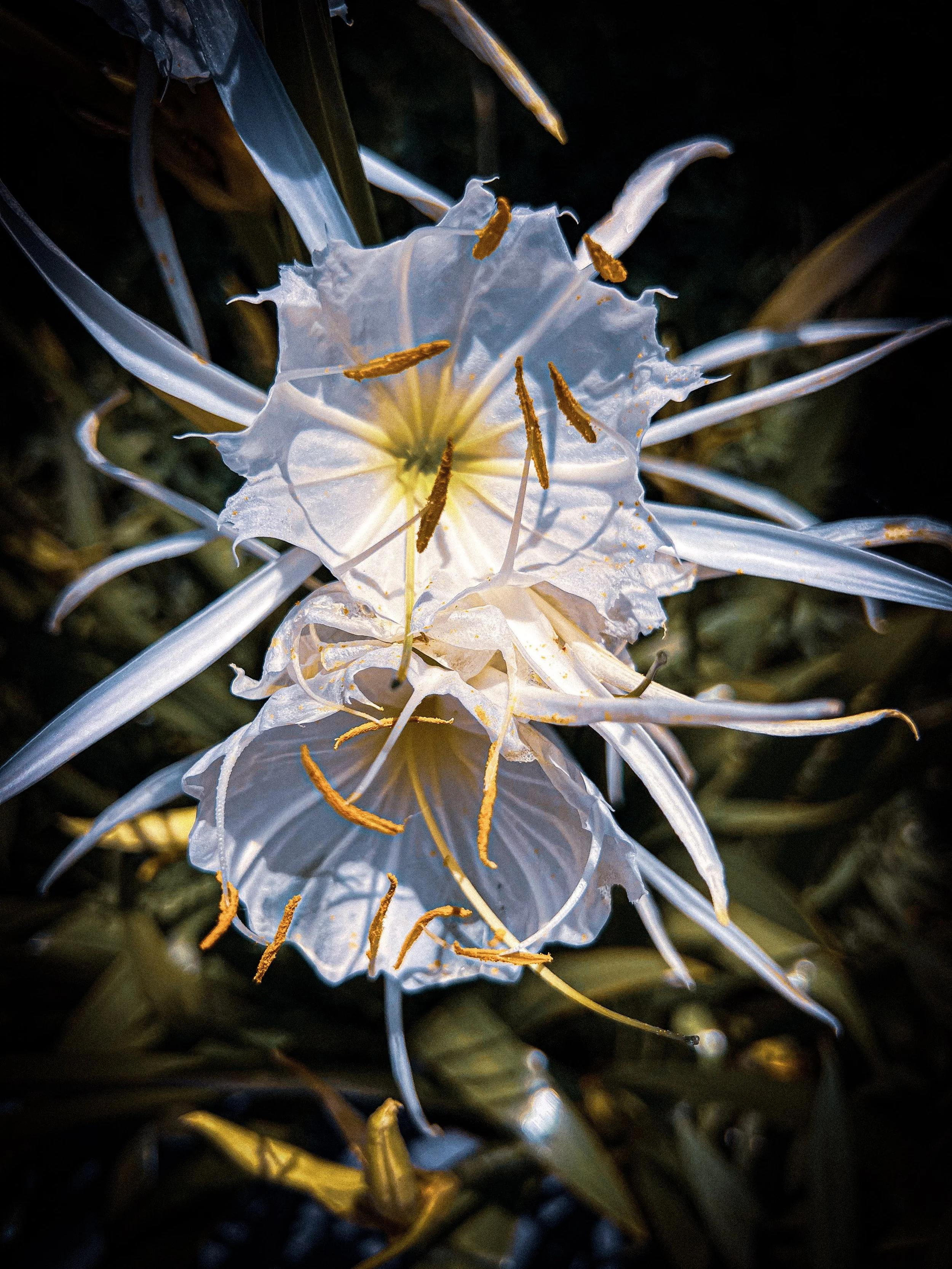Close-up of a white flower with long, slender petals and prominent yellow stamens, set against a dark background.