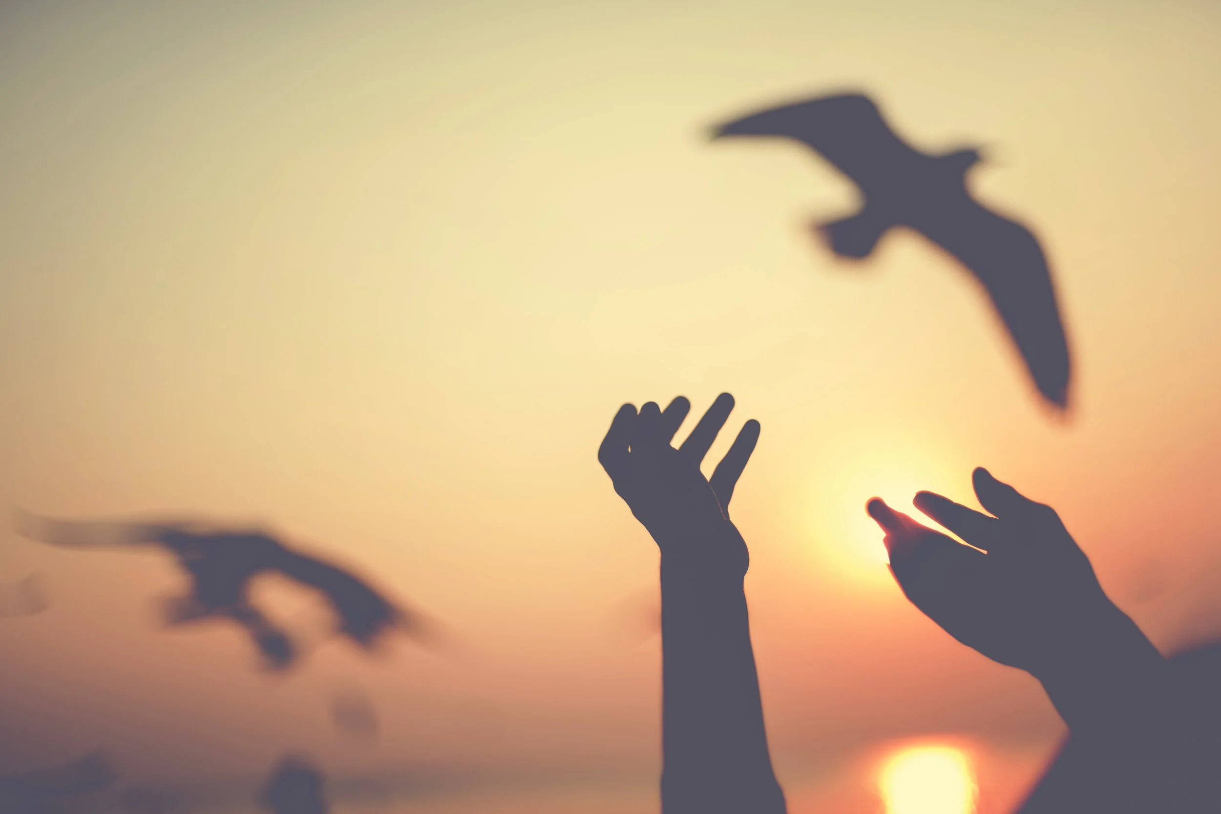 silhouette-of-hands-reaching-for-birds-at-sunset-2026-03-18-12-08-16-utc.jpg