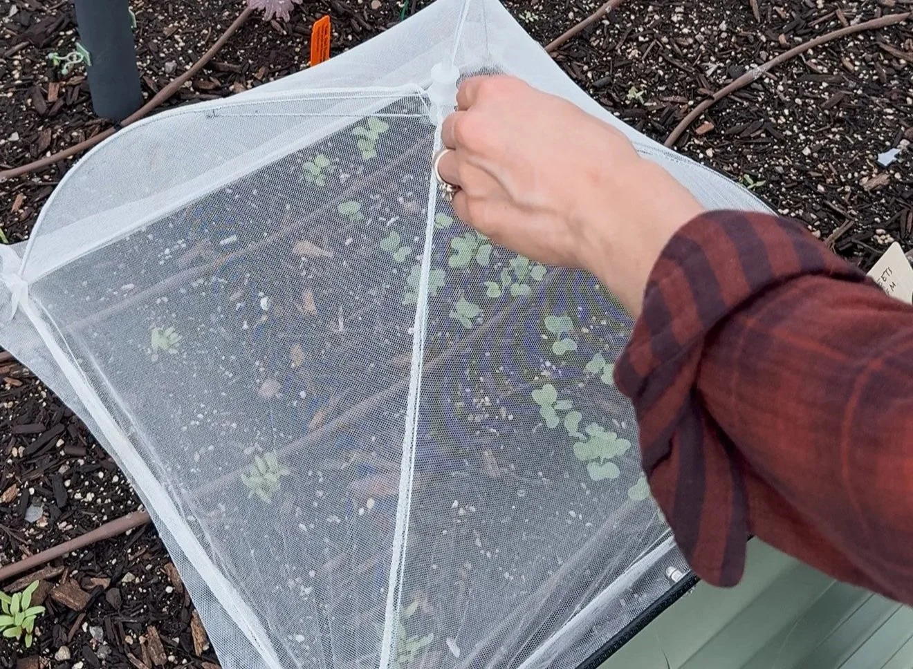 The $13 Amazon Hack That Saved My Garden from Birds and Bugs