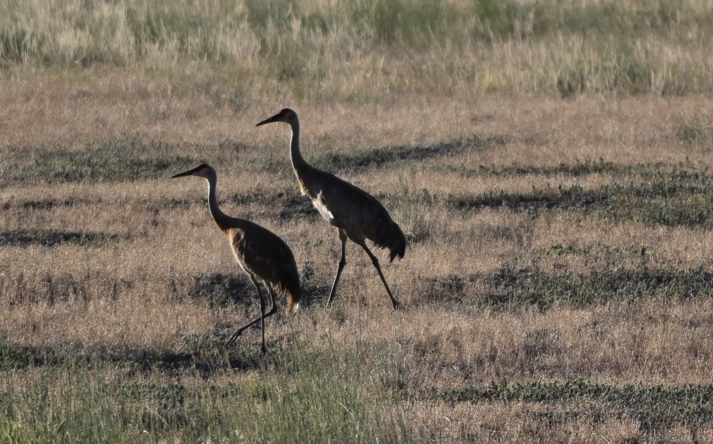 We'll follow the sun, yea