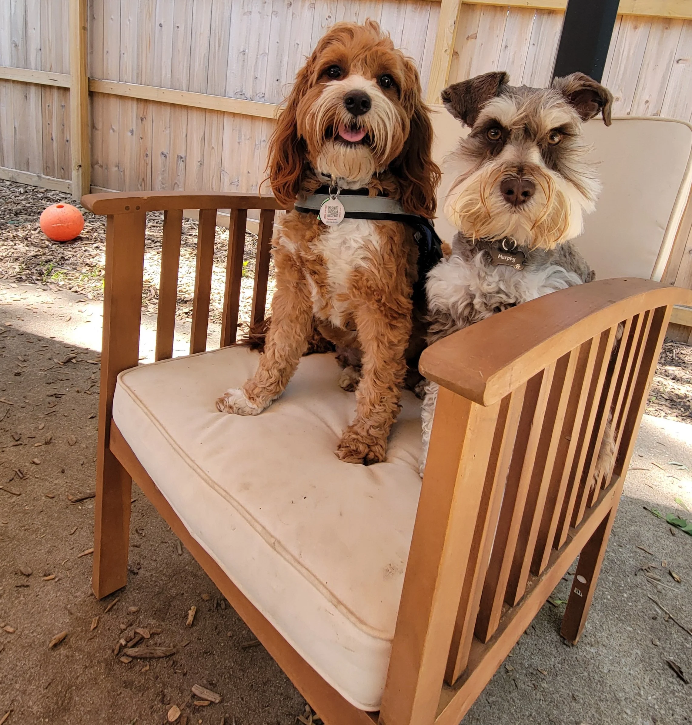 Two dogs sitting on a bench outdoors, behind a wooden fence. One dog is brown with long ears and tongue out, the other is gray and white with a scruffy coat and a collar. There is an orange ball on the ground nearby.