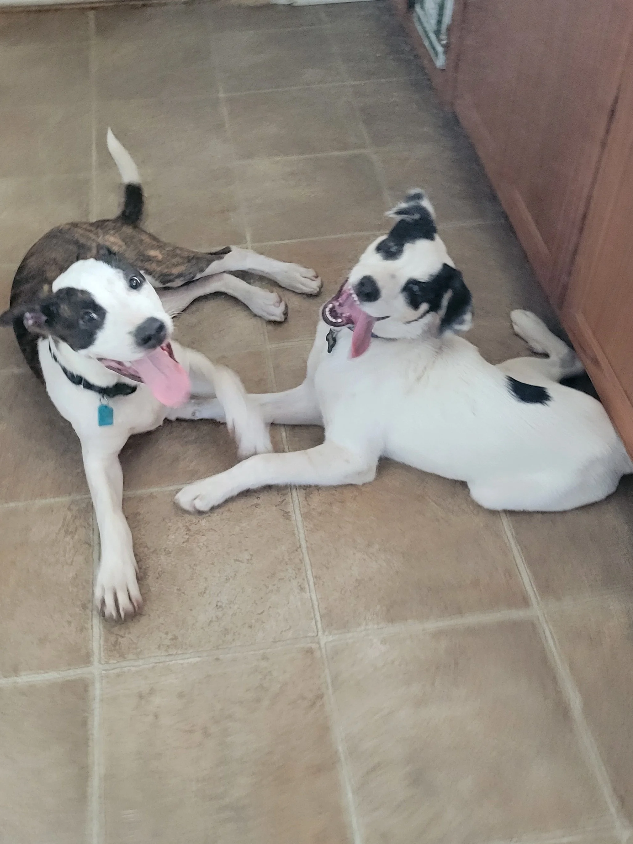 Two dogs lying on a tiled floor, one looking towards the camera with its tongue out, and the other with its head up and mouth open, together near a wooden cabinet.