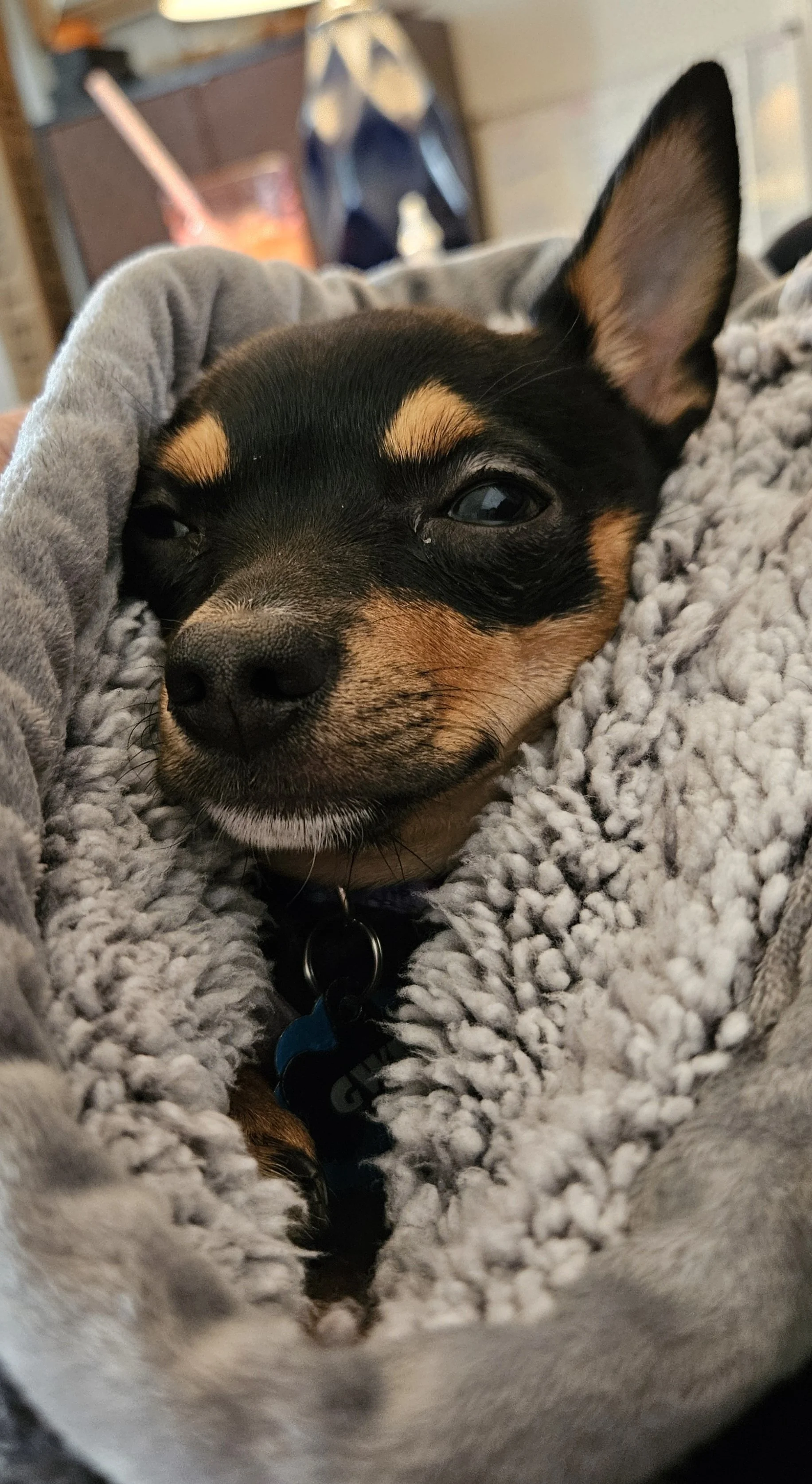Close-up of a small black and tan dog lying on a soft gray blanket, with one ear upright and a relaxed expression.