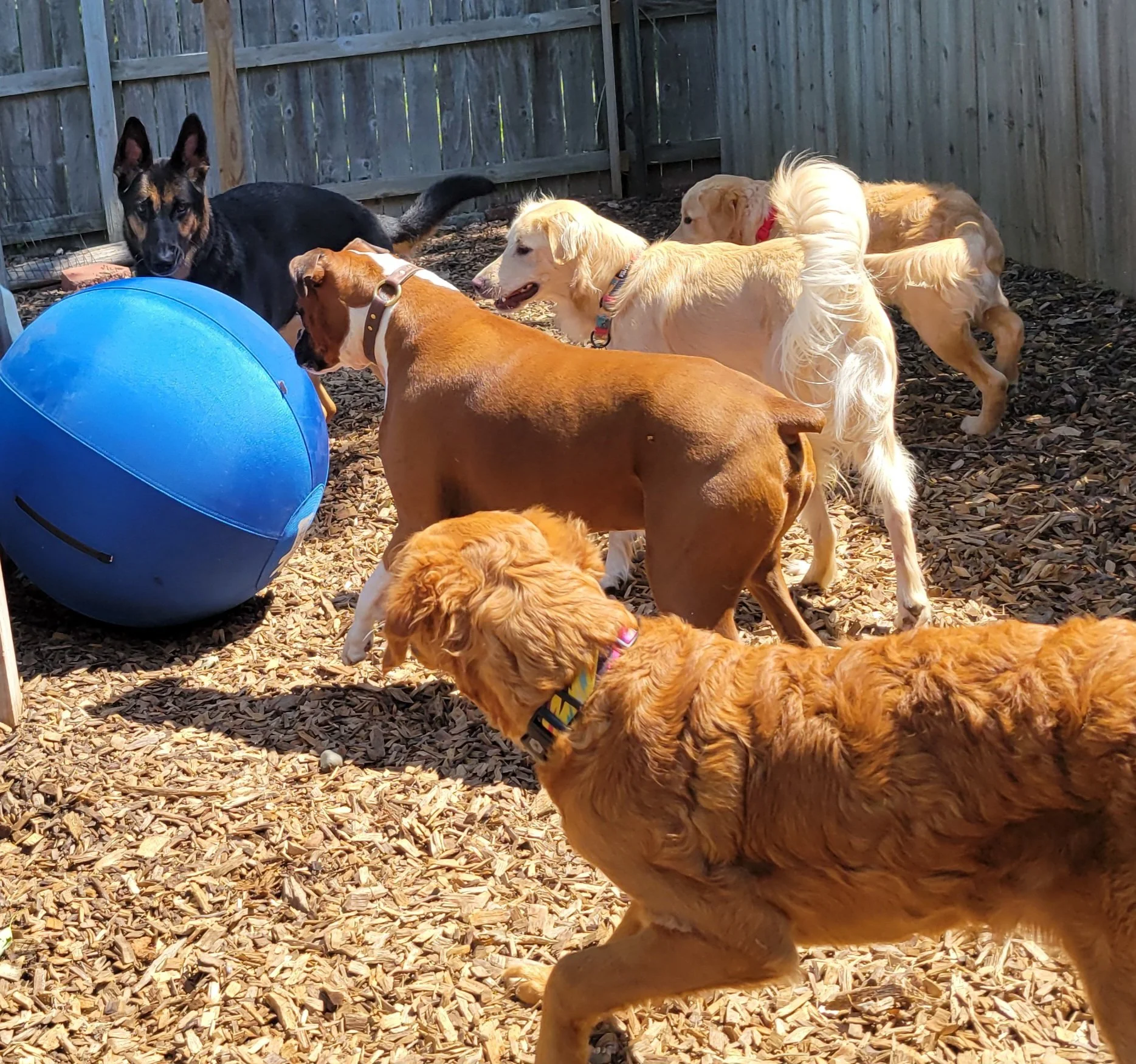 Several dogs of different breeds, including golden retrievers and a black and tan dog, are in a fenced outdoor area with wood chips on the ground. A large blue ball is visible in the foreground.