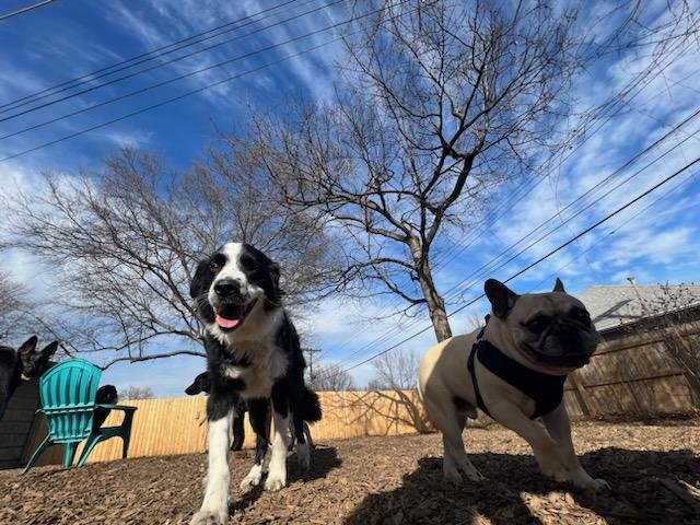 Two dogs in a backyard with a wooden fence, leafless trees, and power lines in the background. One is a black and white Border Collie mix, and the other is a small tan French Bulldog wearing a black harness. The sky is partly cloudy.