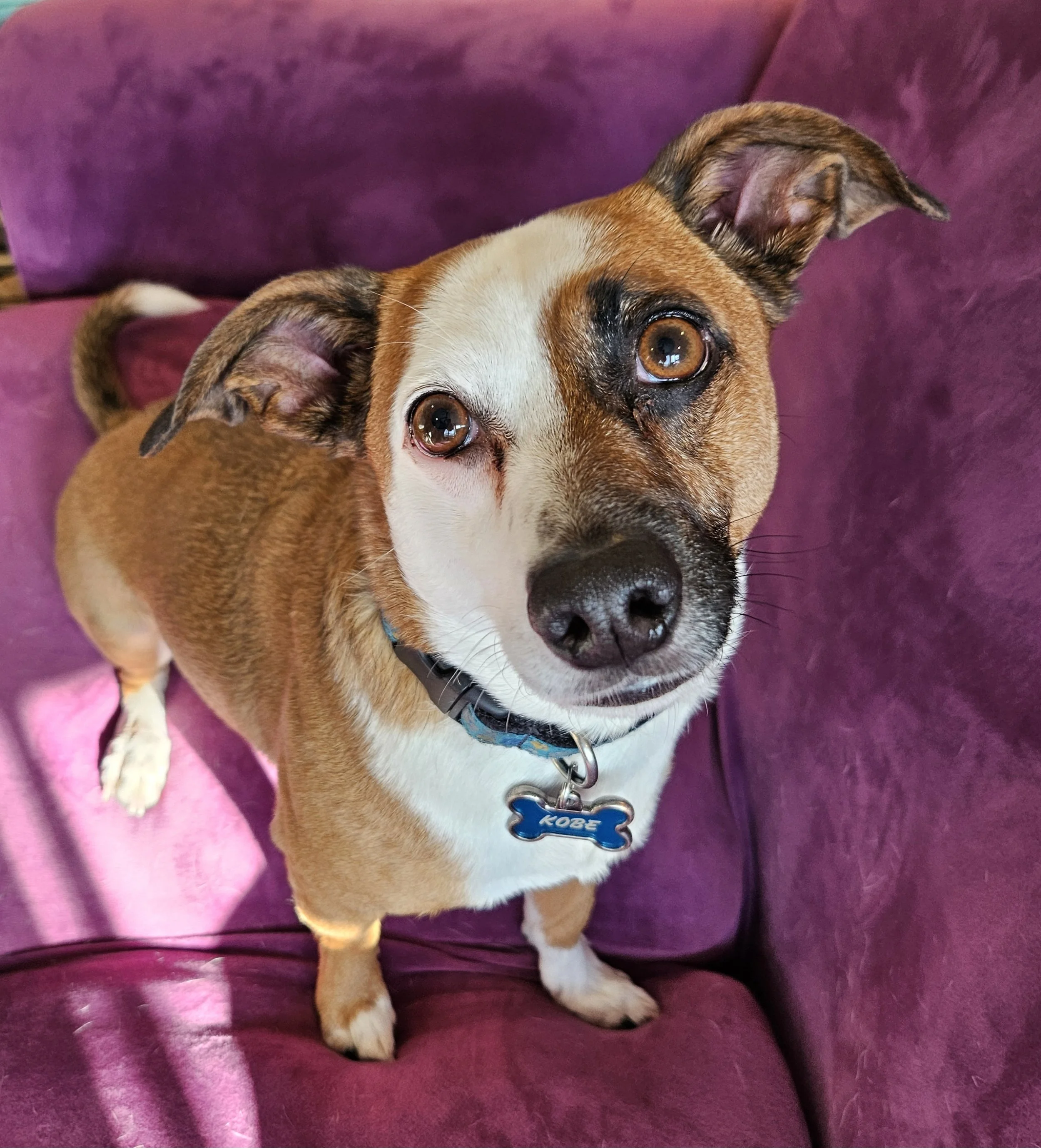 Close-up of a brown and white dog with large, expressive eyes, lying on a purple velvet surface, wearing a blue dog collar with a bone-shaped ID tag.