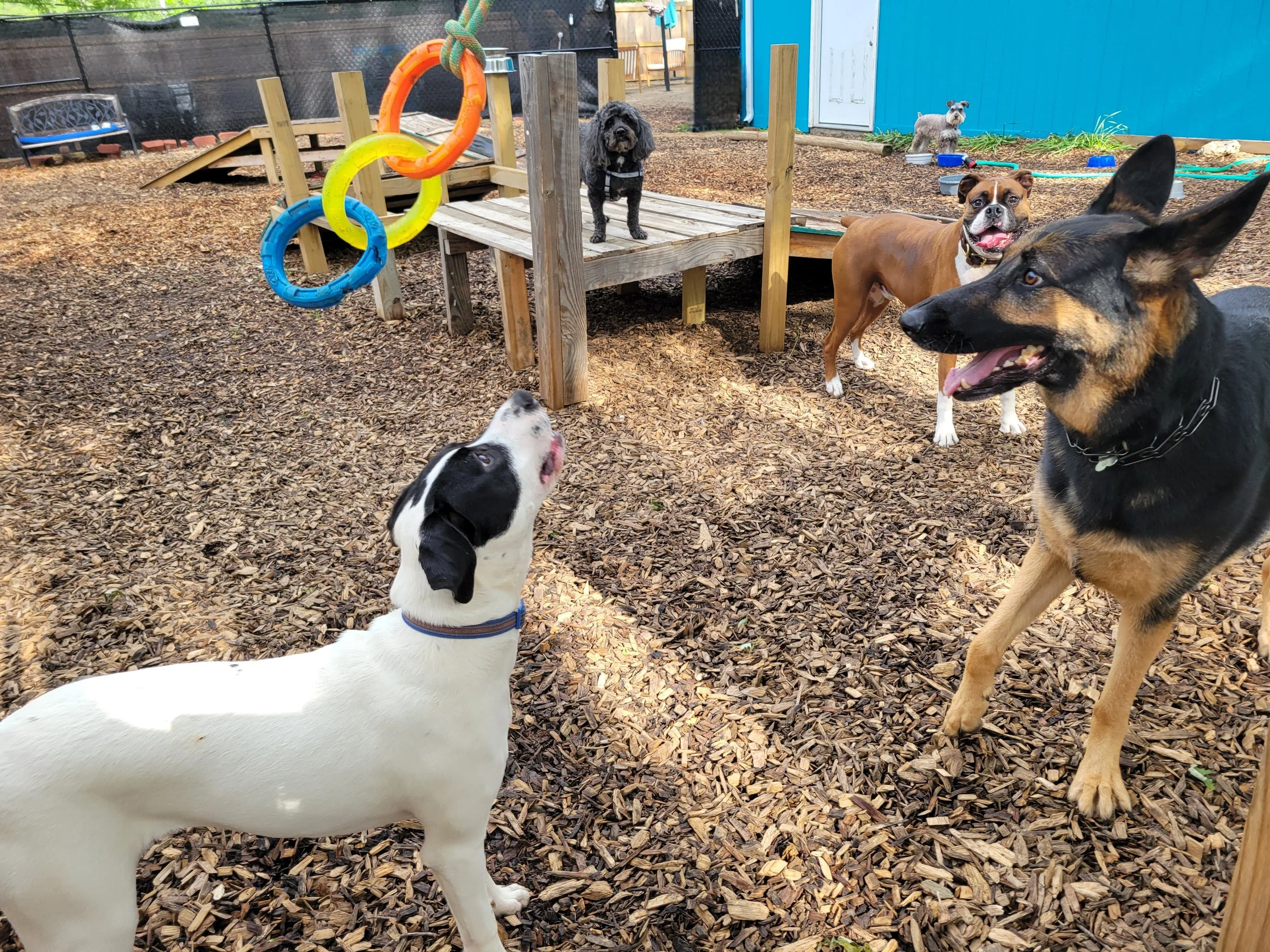 Multiple dogs of various breeds in a fenced outdoor play area with wood chip ground. Some dogs are standing, one is on a wooden platform, and others are near a blue building. There are colorful plastic rings hanging from a small wooden structure.