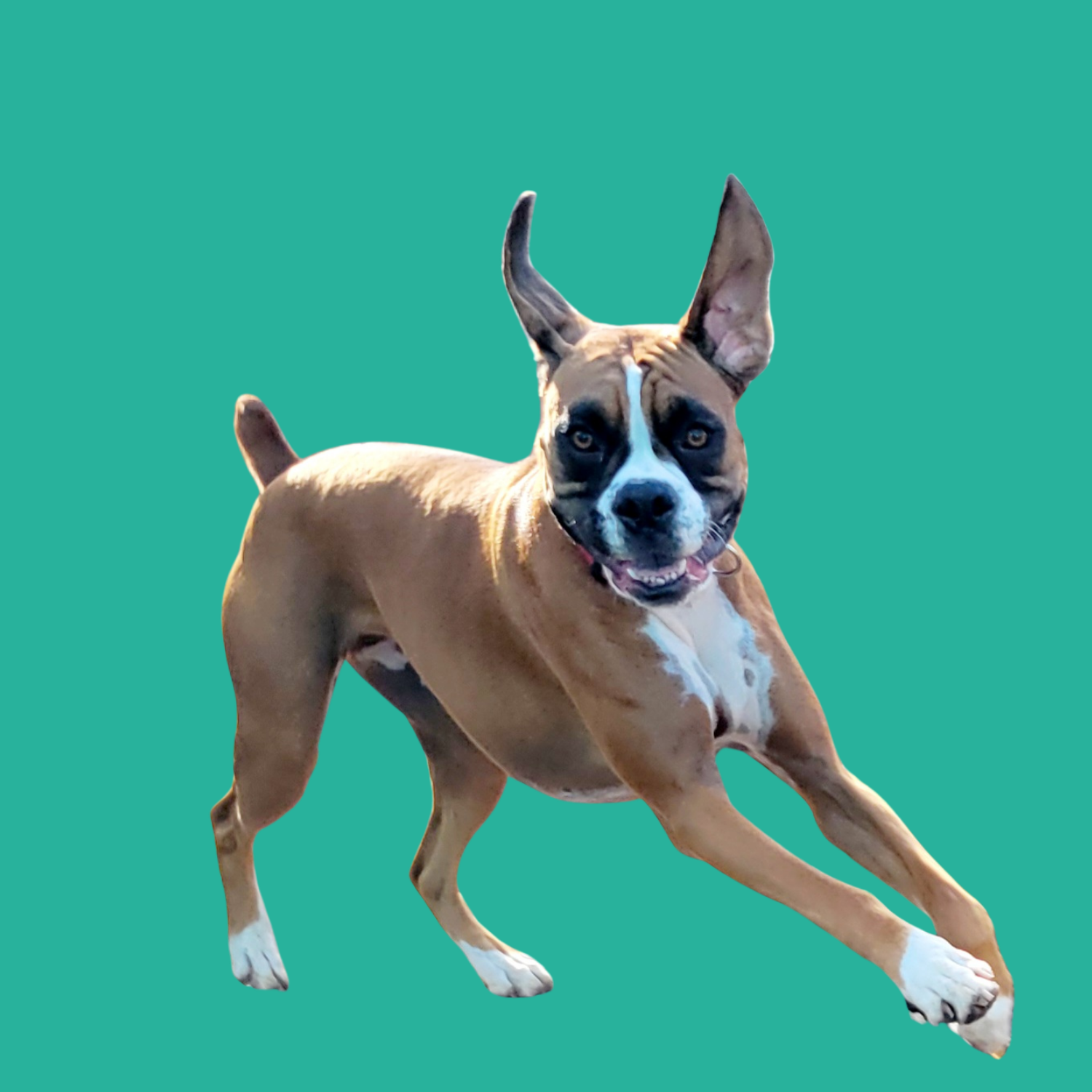 A playful brown and white dog with large ears and a wide smile, running with a green background.