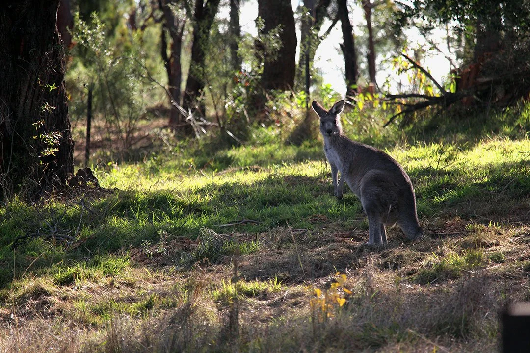 WEB_KANGAROO_SMALL.jpg
