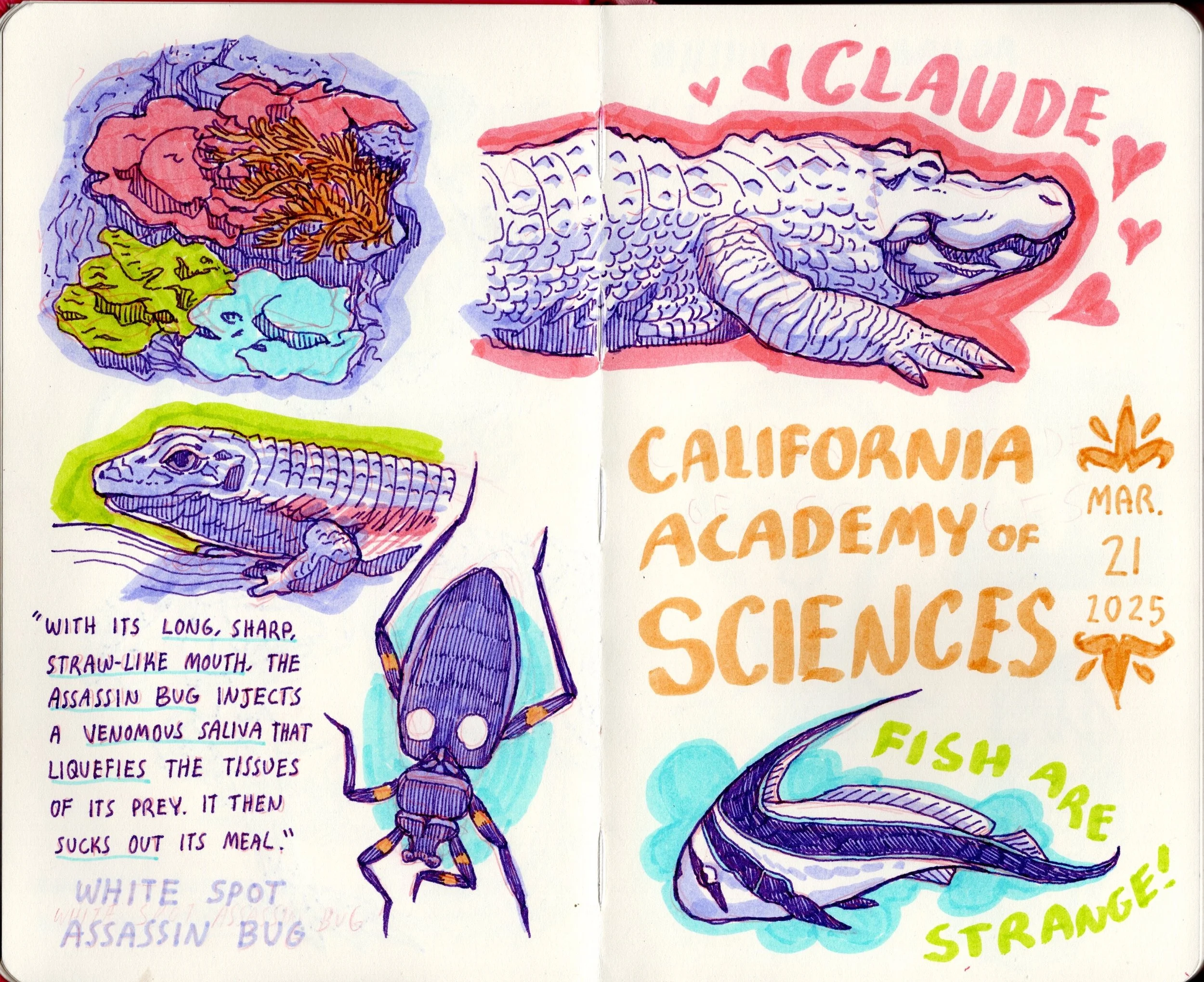 Sketchbook_CaliforniaAcademyofSciences_s1.jpg