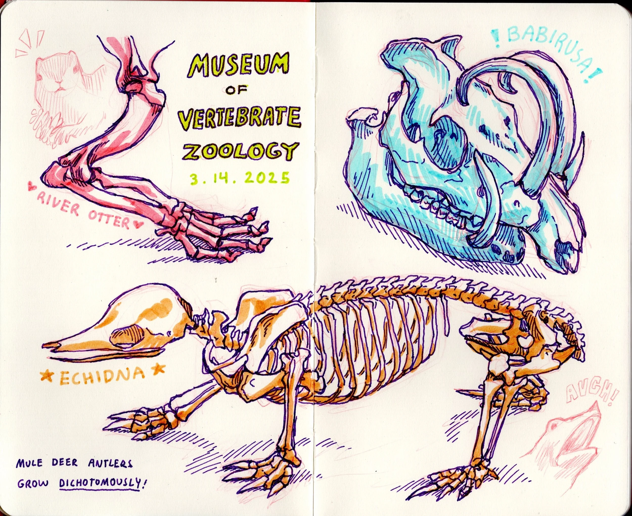 Sketchbook_MuseumofVertebrateZoology_s1.jpg