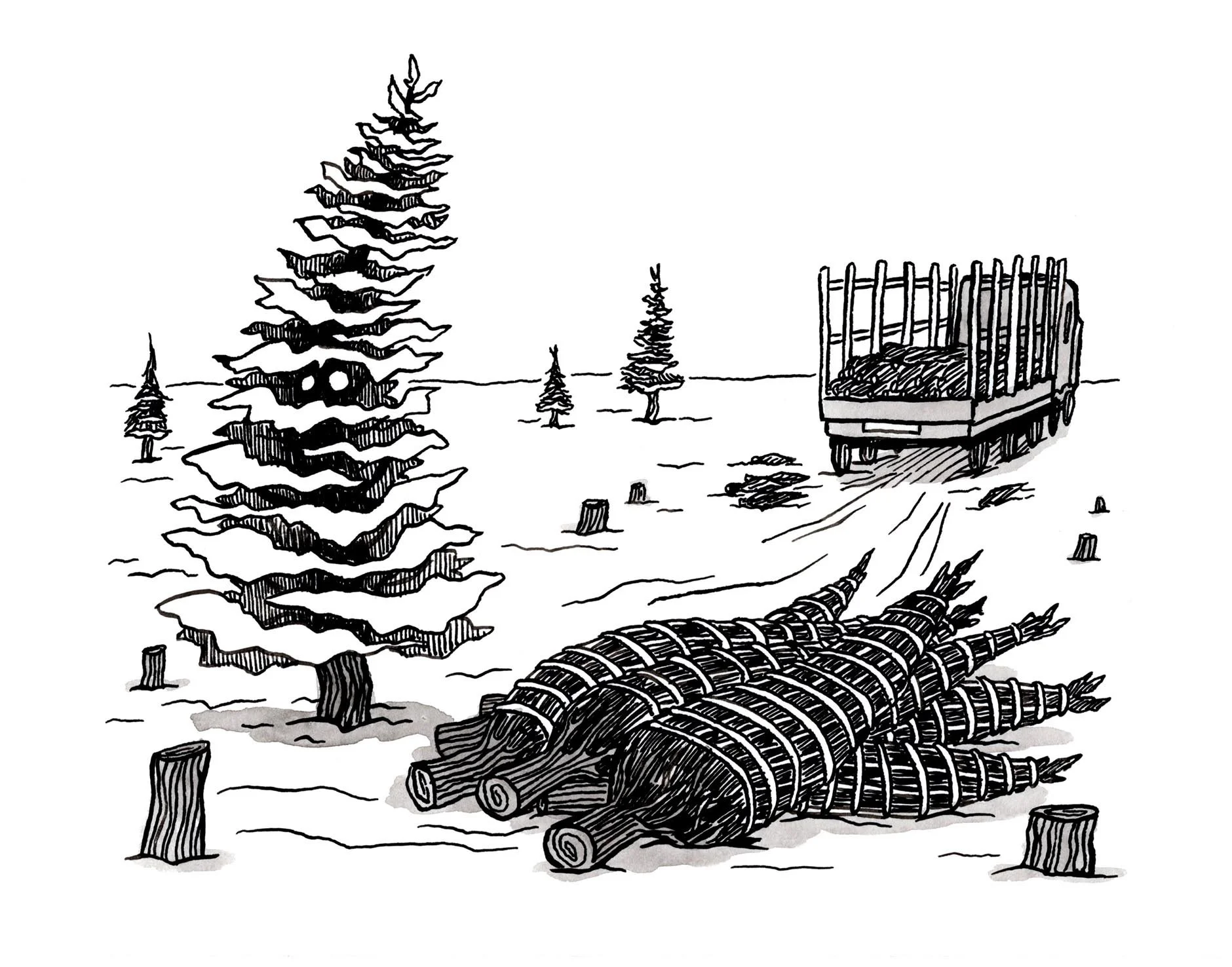 Conifers and Cattle Cars