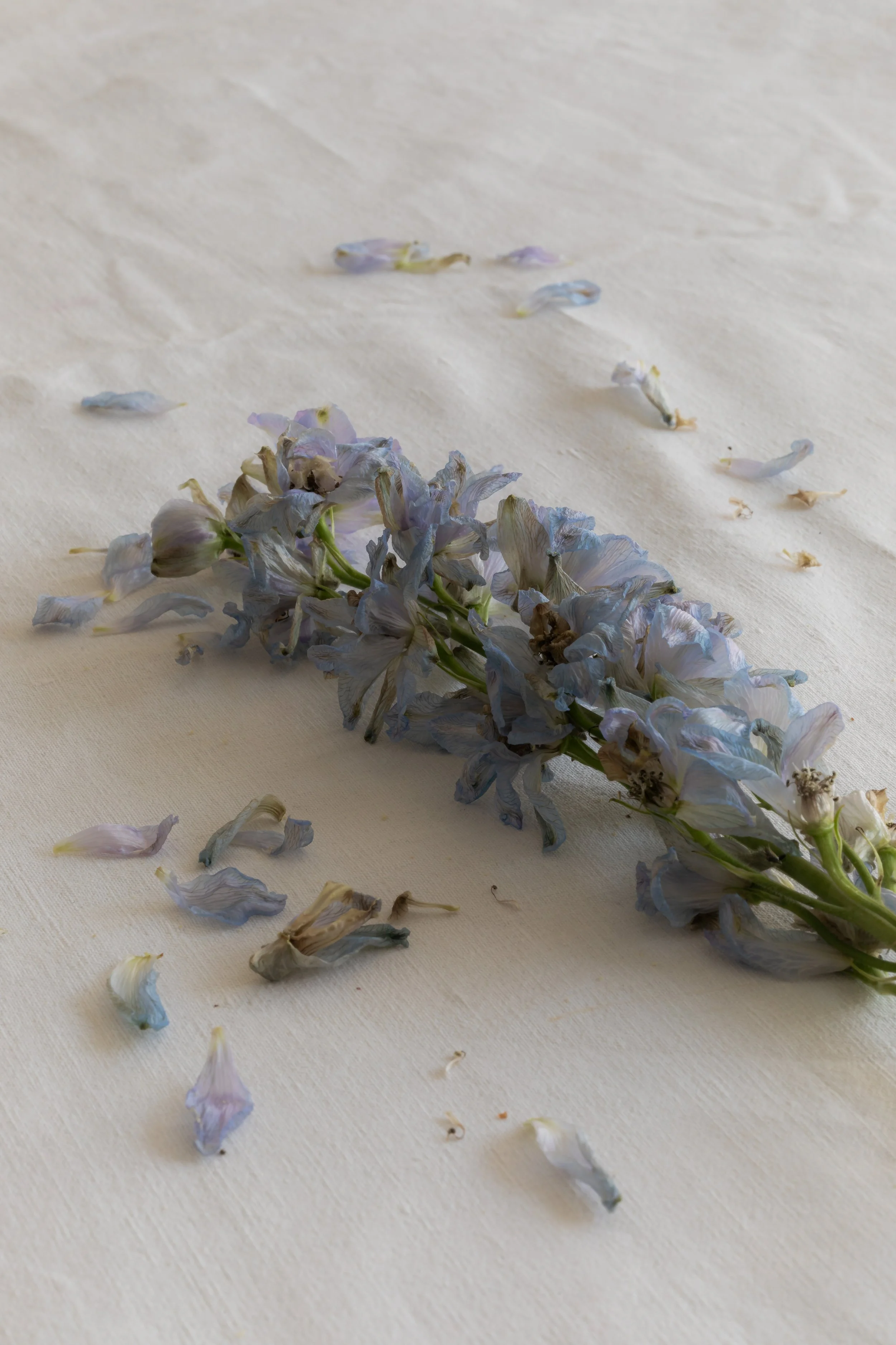A wilted, dried flower with purple and blue petals lying on a white surface, with scattered petals around it.