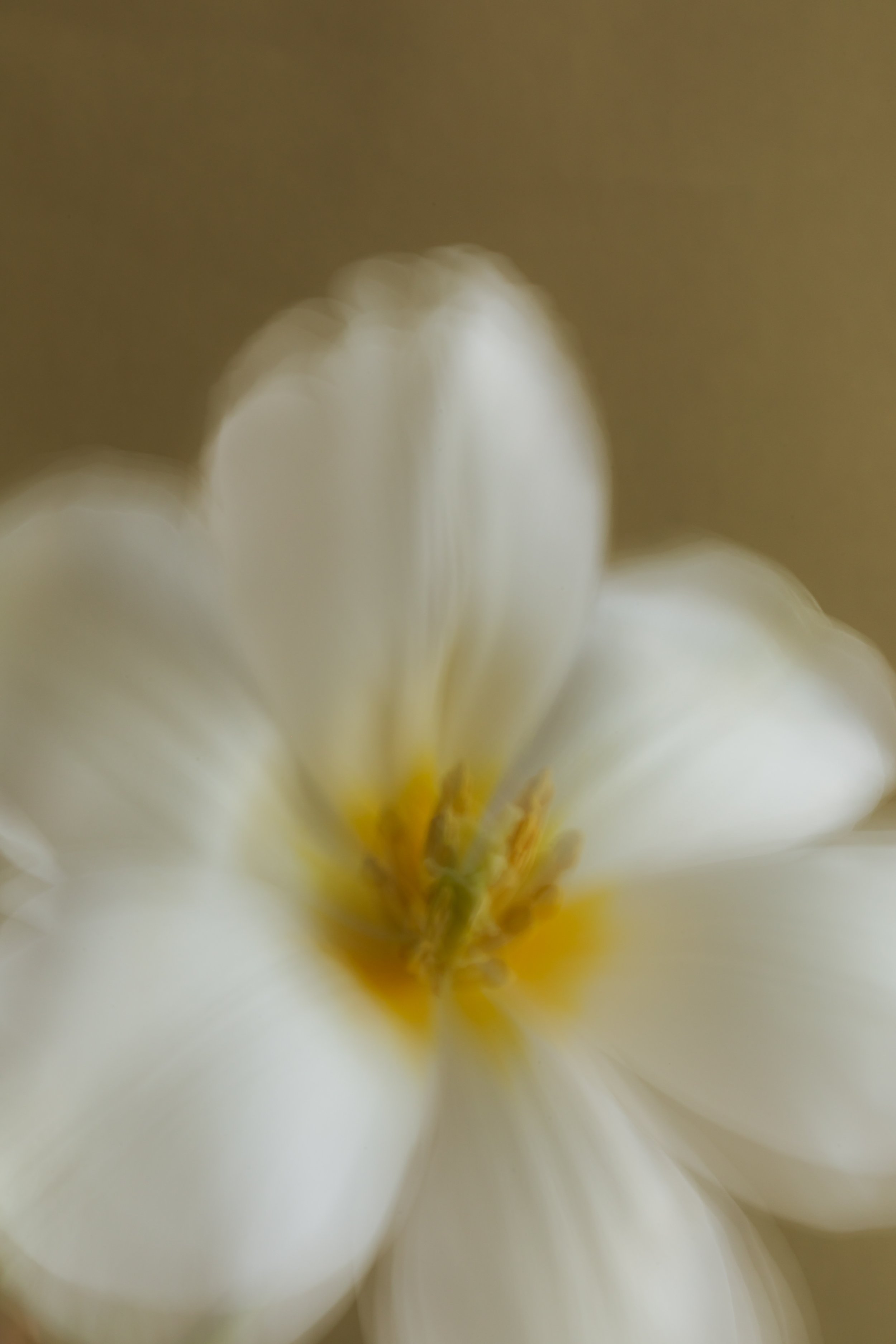 A close-up, blurry photo of a white flower with yellow in the center.