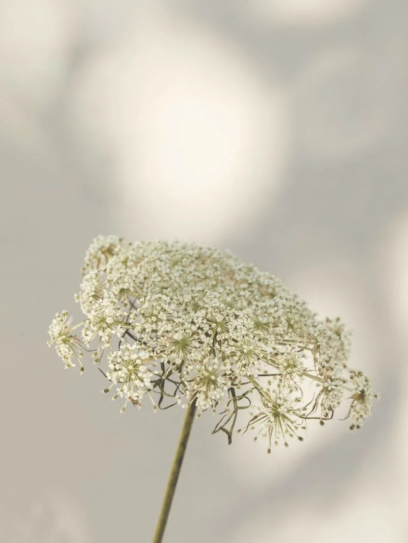 Close-up of a white, umbrella-shaped flower cluster against a blurred light background.