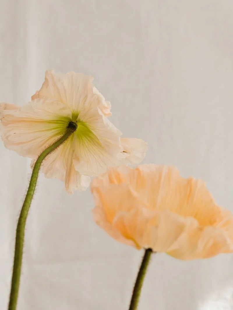 Two pale peach silk poppy flowers with green stems against a neutral background.