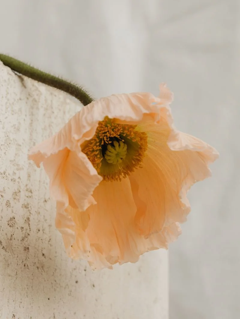 A pale peach-colored poppy flower with ruffled petals and a dark center, growing from a green, fuzzy stem, against a light background.