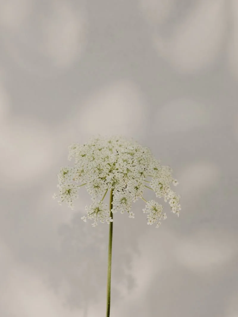 A close-up of a white umbel flower with tiny white petals, against a blurred gray background.
