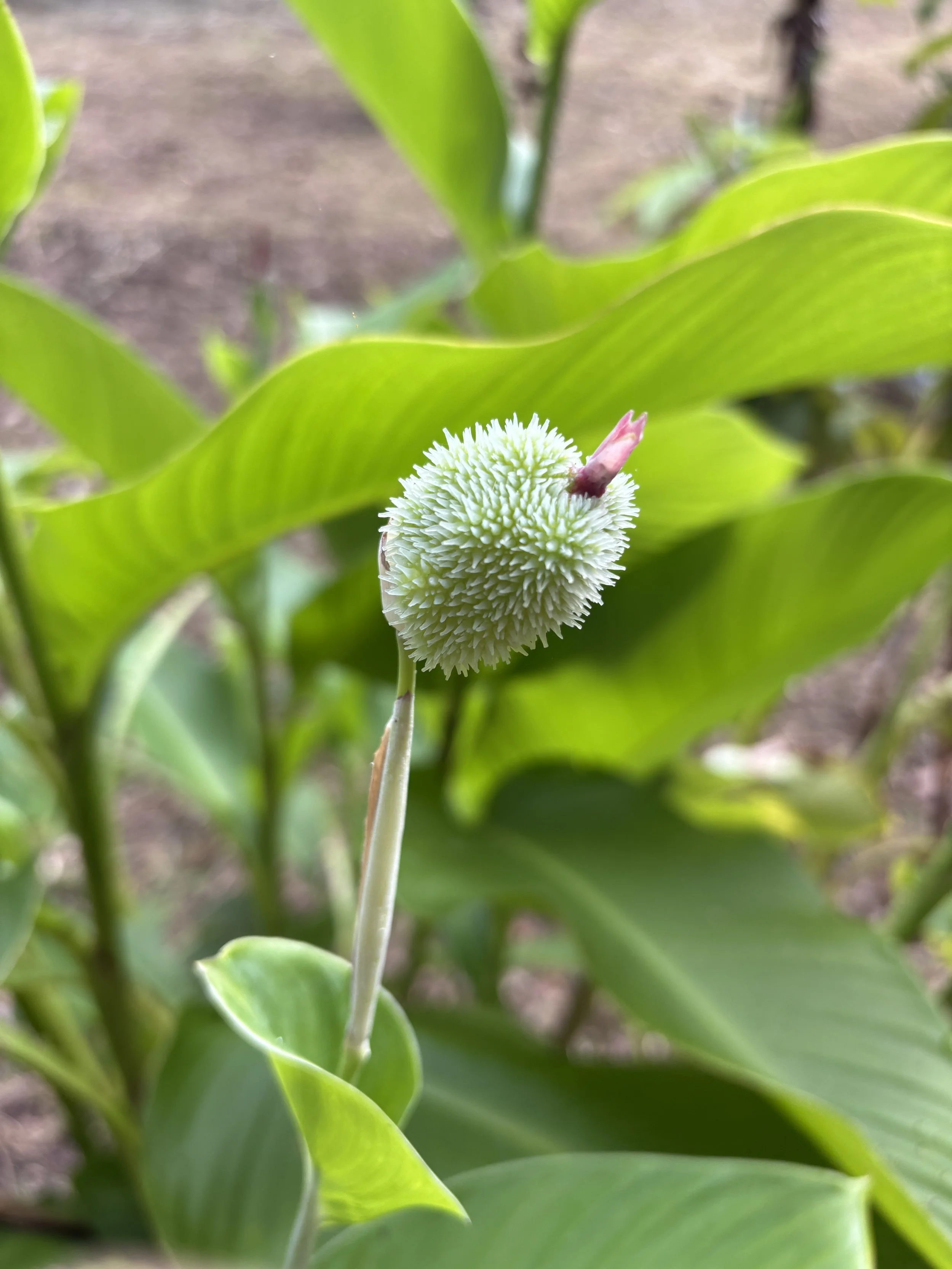 Close-up of a white, spiky flower with a pink bud emerging from the top, surrounded by broad green leaves.