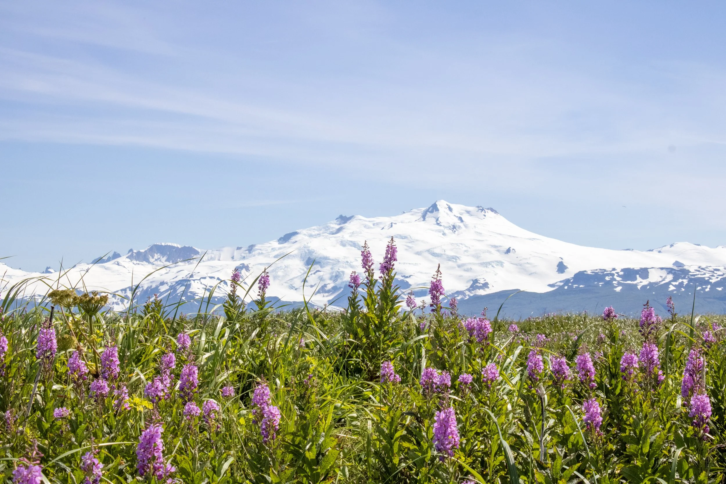 Snow-capped mountain in the background with a field of purple and yellow flowers in the foreground under a clear blue sky.
