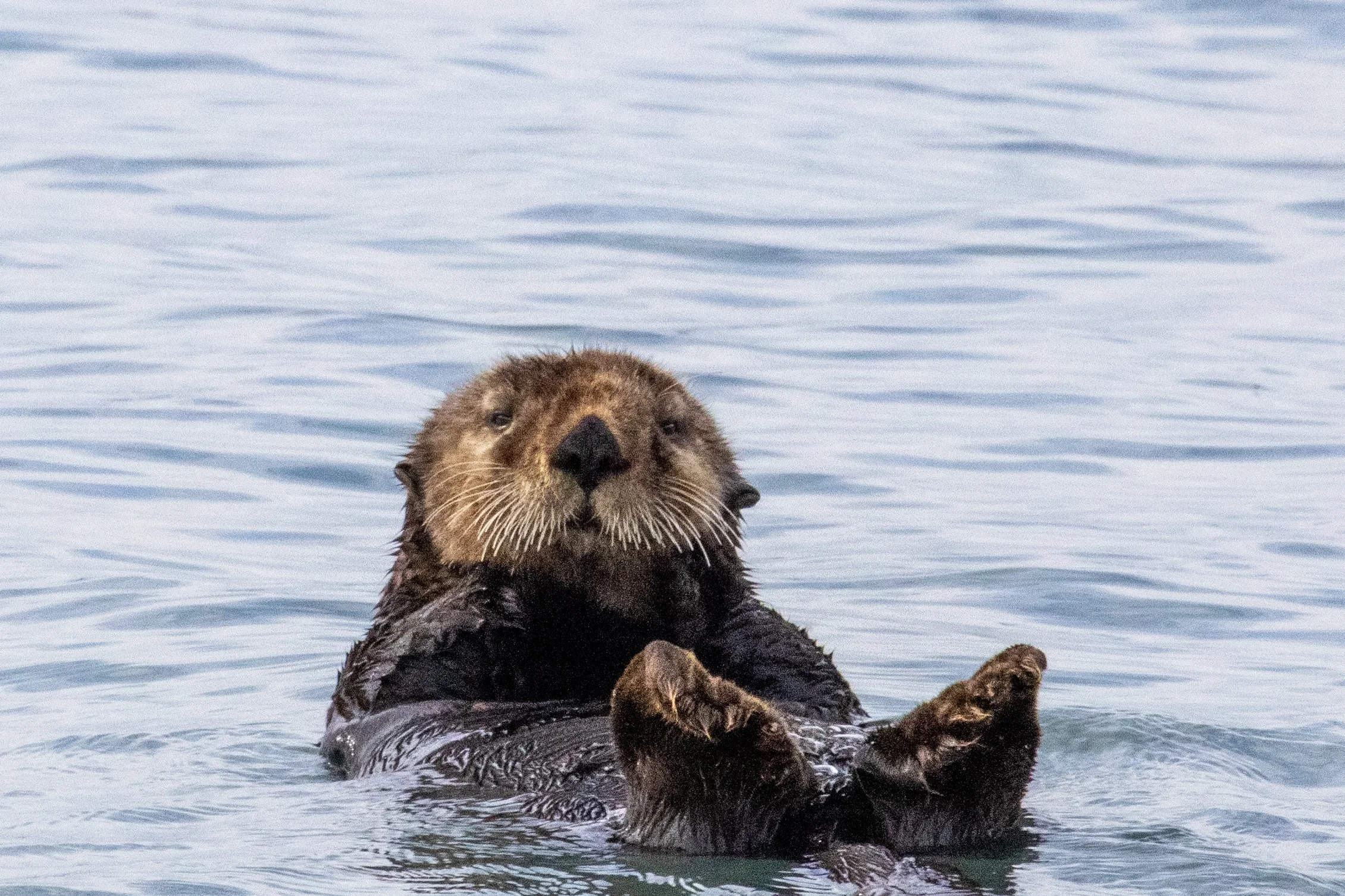 A sea otter floating on its back in calm water, looking at the camera.
