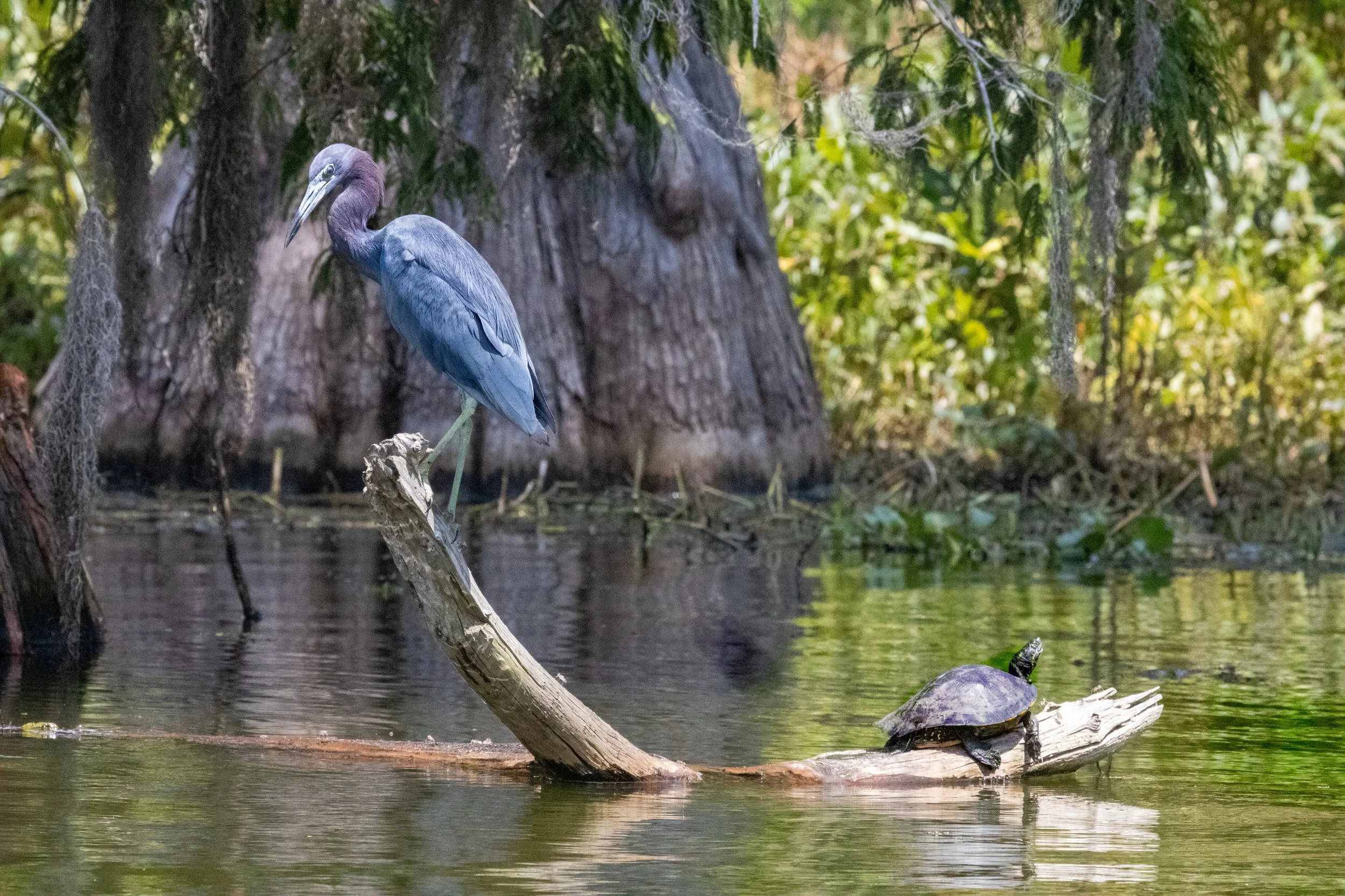 A heron perched on a fallen tree branch above water next to a turtle resting on the same branch in a natural wetland setting, with trees and green foliage in the background.