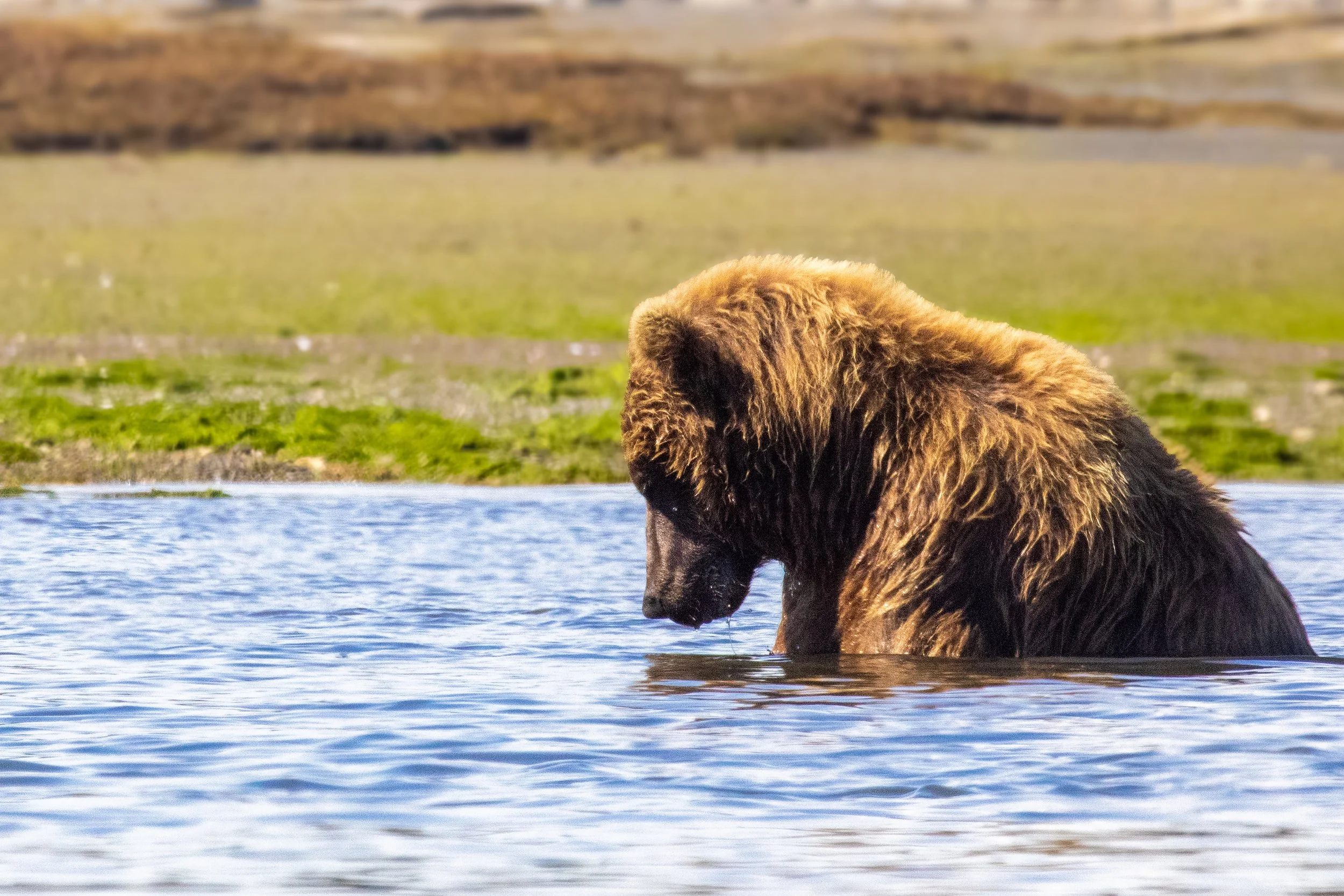 A brown bear standing in a body of water, looking downward.
