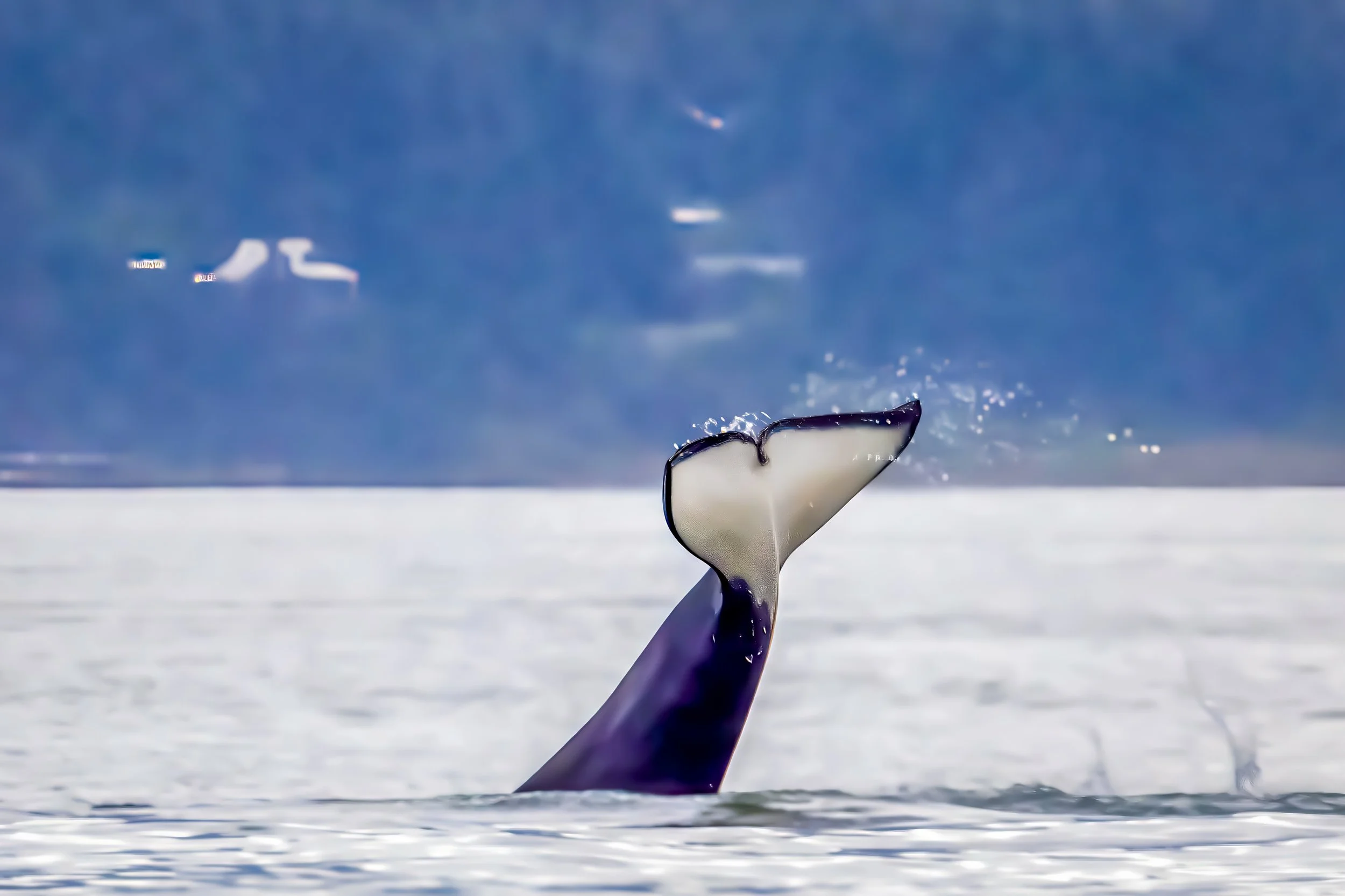A whale's tail emerging from the ocean with water splashing around it, against a background of distant land and cloudy sky.