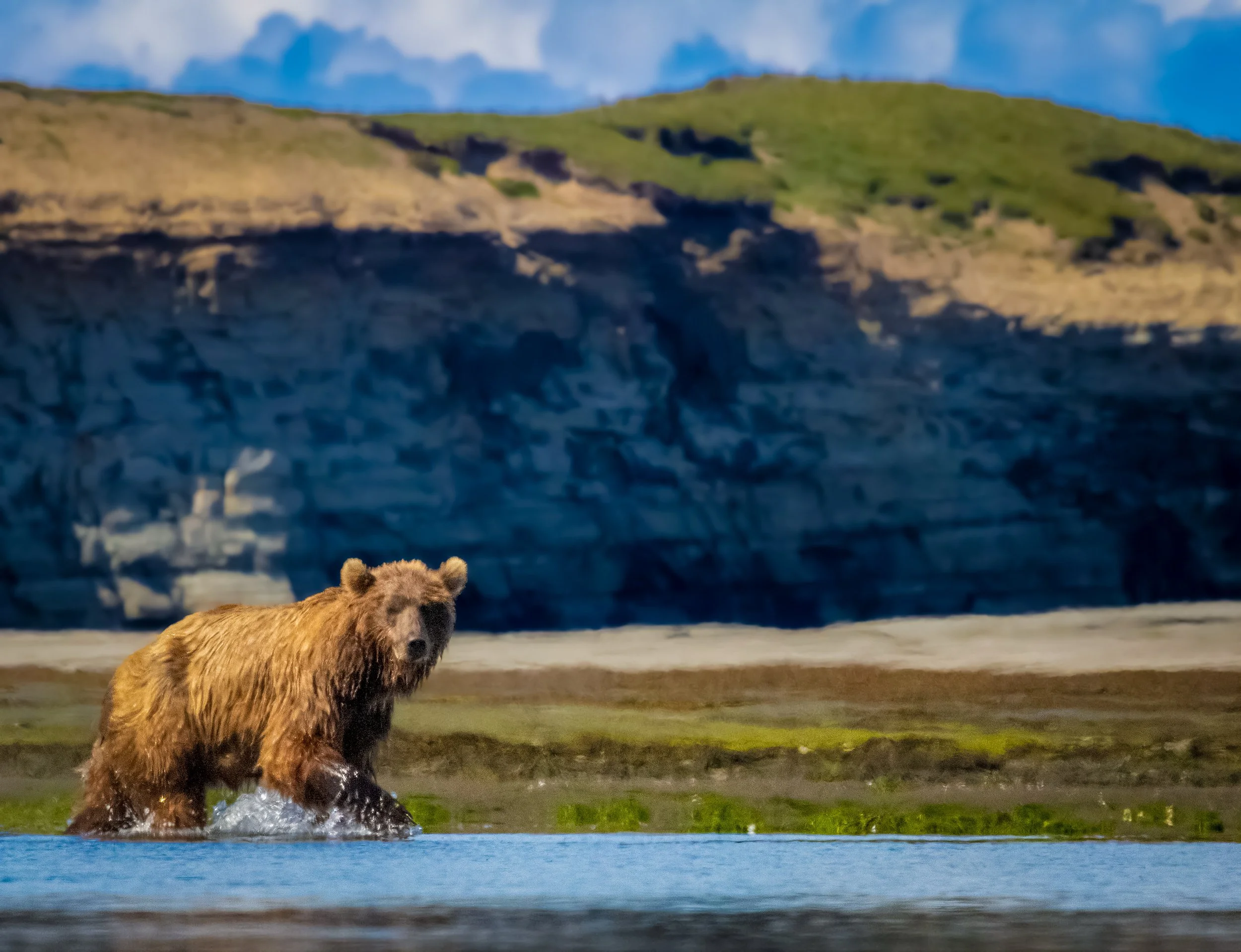 A brown bear standing in shallow water with a mountainous landscape in the background.