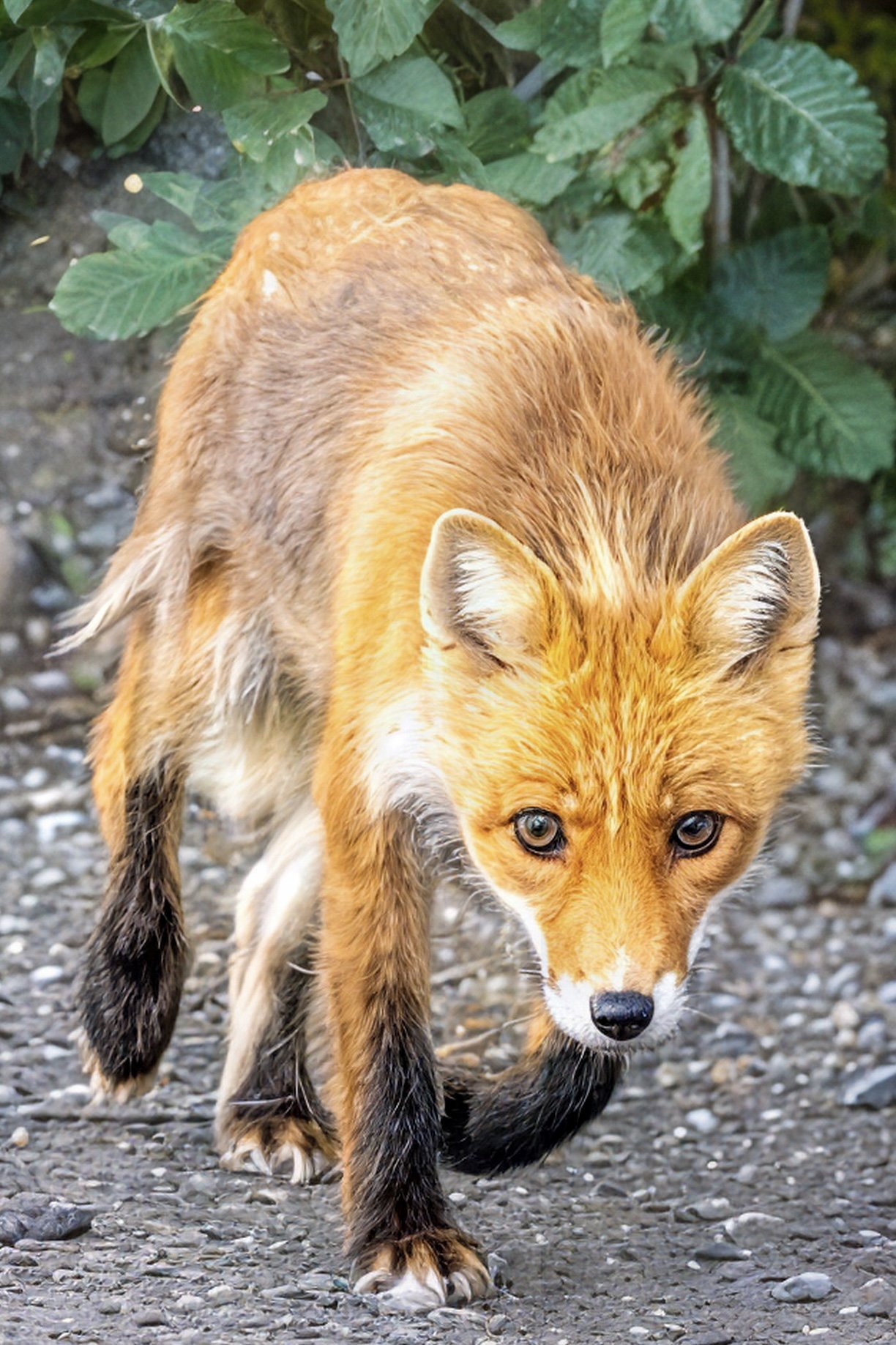 A red fox walking on a dirt path with green foliage in the background.