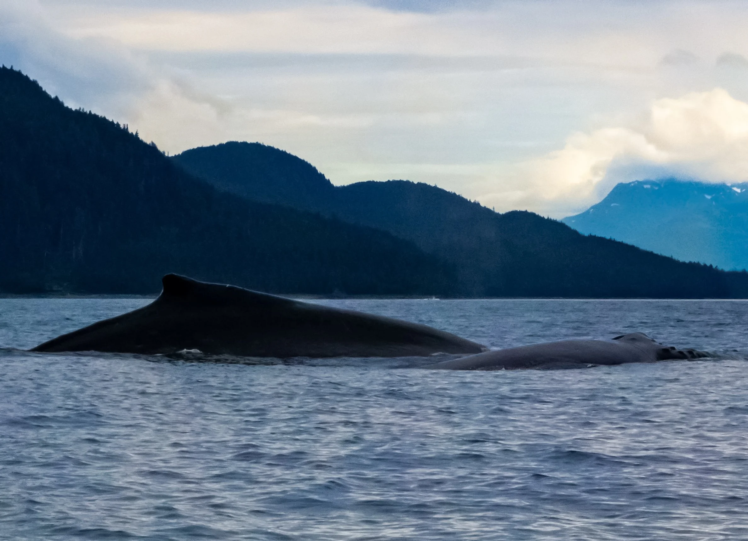 Two large whales surfacing in a calm body of water near a forested coastline with mountains in the background.