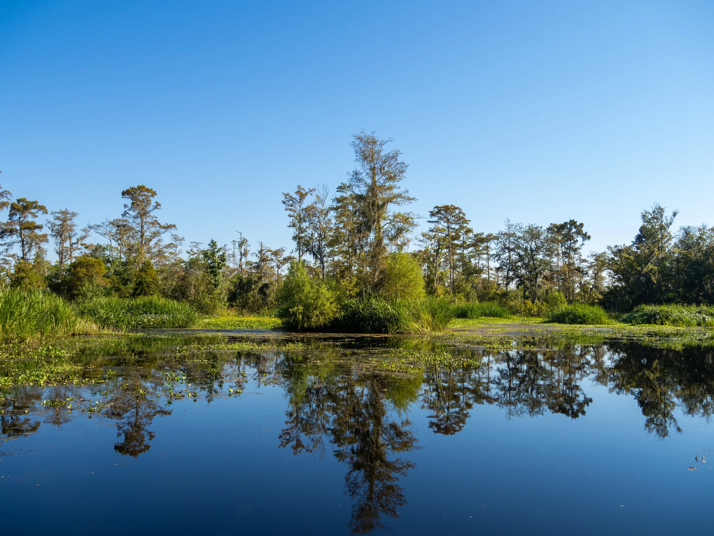 A lush wetland with tall trees and green vegetation reflected in calm water under a clear blue sky.