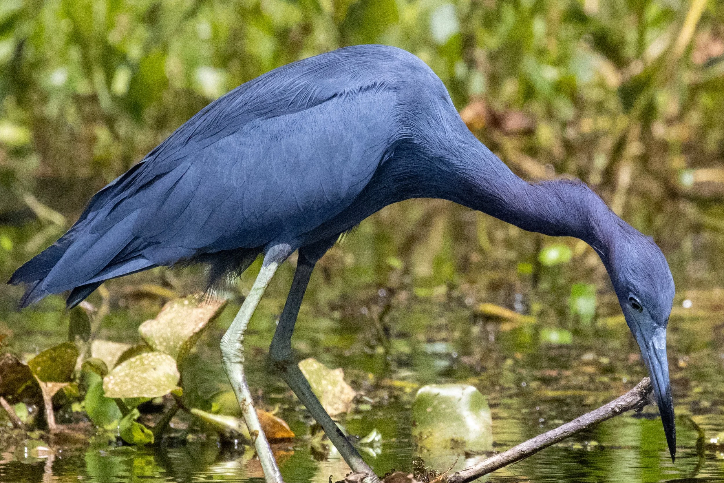 A blue heron wading in a shallow pond, using its long neck to search for food among the water lilies and plants.