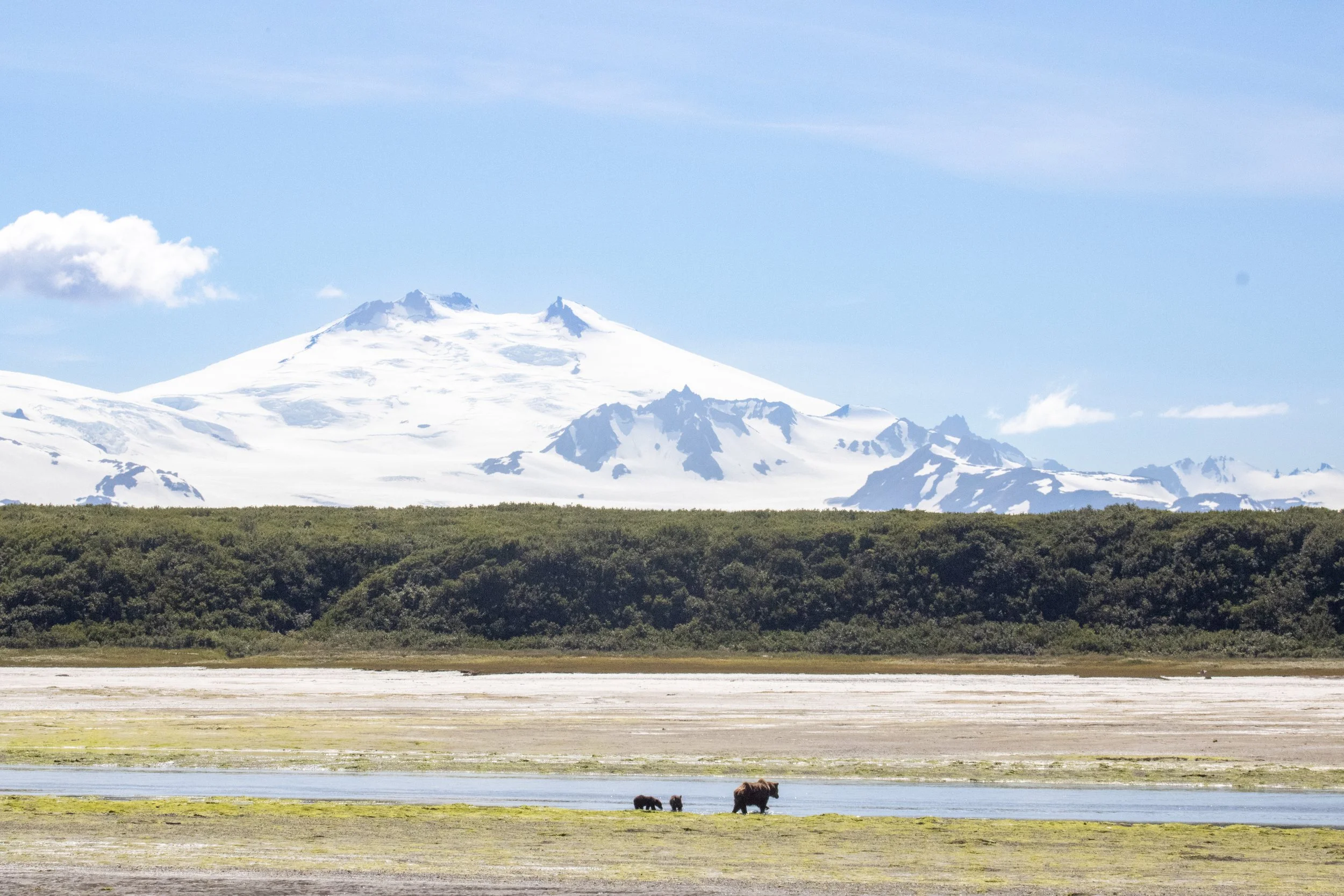 A landscape with snow-capped mountains in the background, a green forest in the middle ground, and a marshy plain with two bears near water in the foreground.