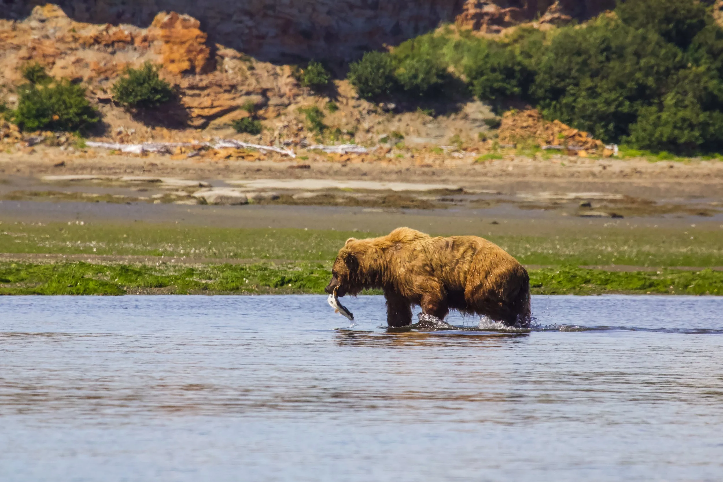 A brown bear standing in shallow water holding a fish in its mouth, with a rocky and green landscape in the background.