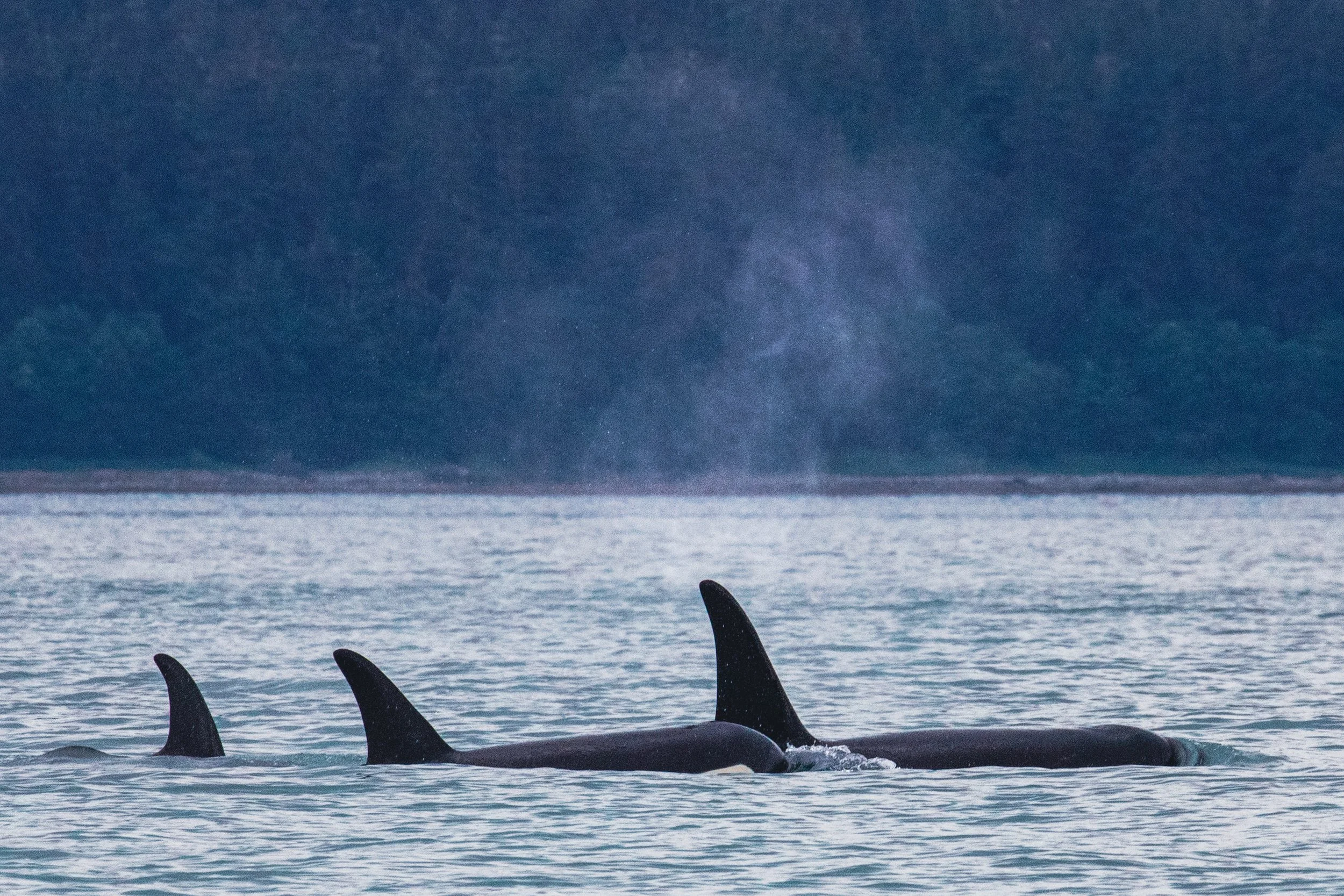 Three orcas swimming calmly in the ocean with a distant mountainous landscape in the background.
