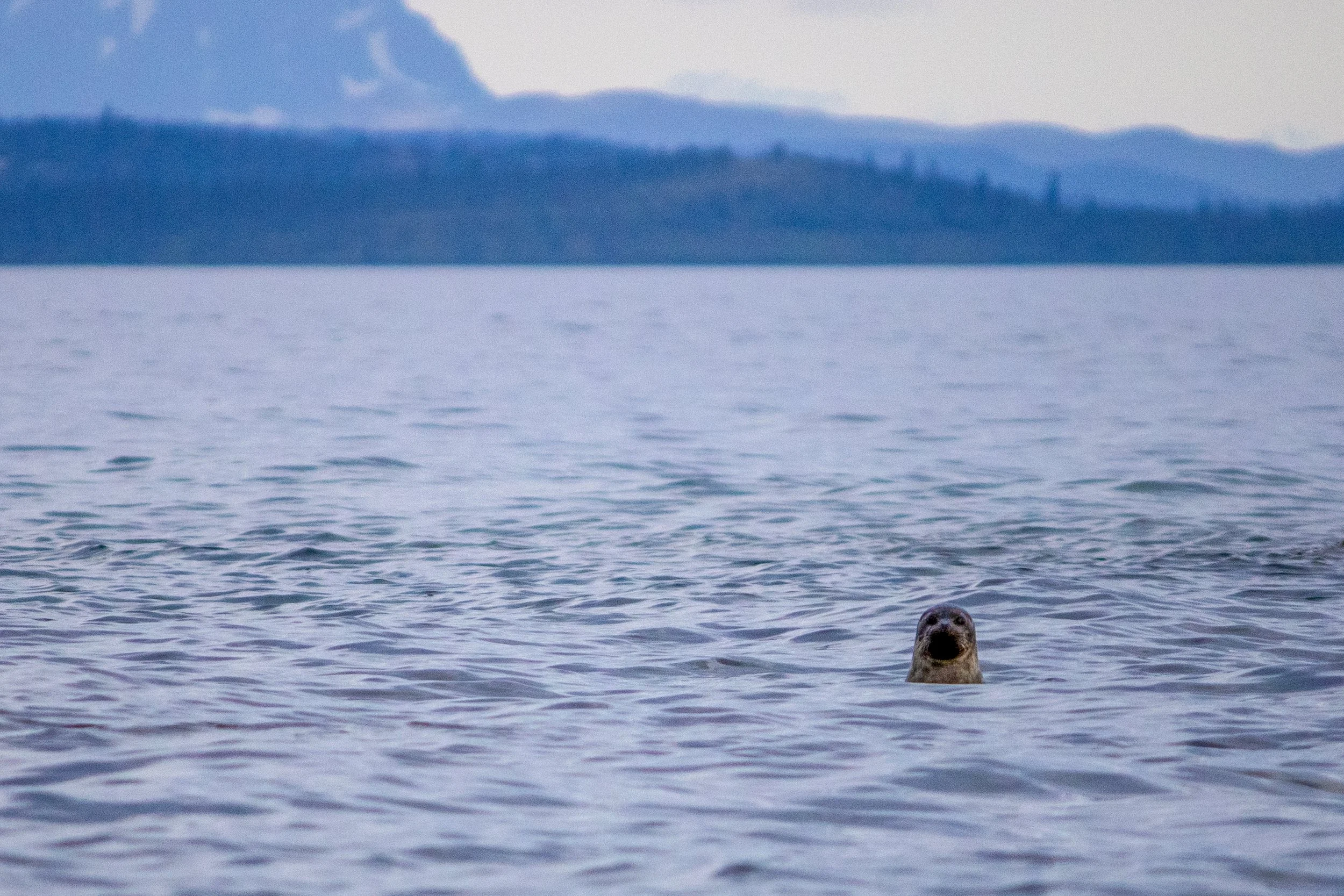 A seal peeking out of the water with distant land and mountains in the background.