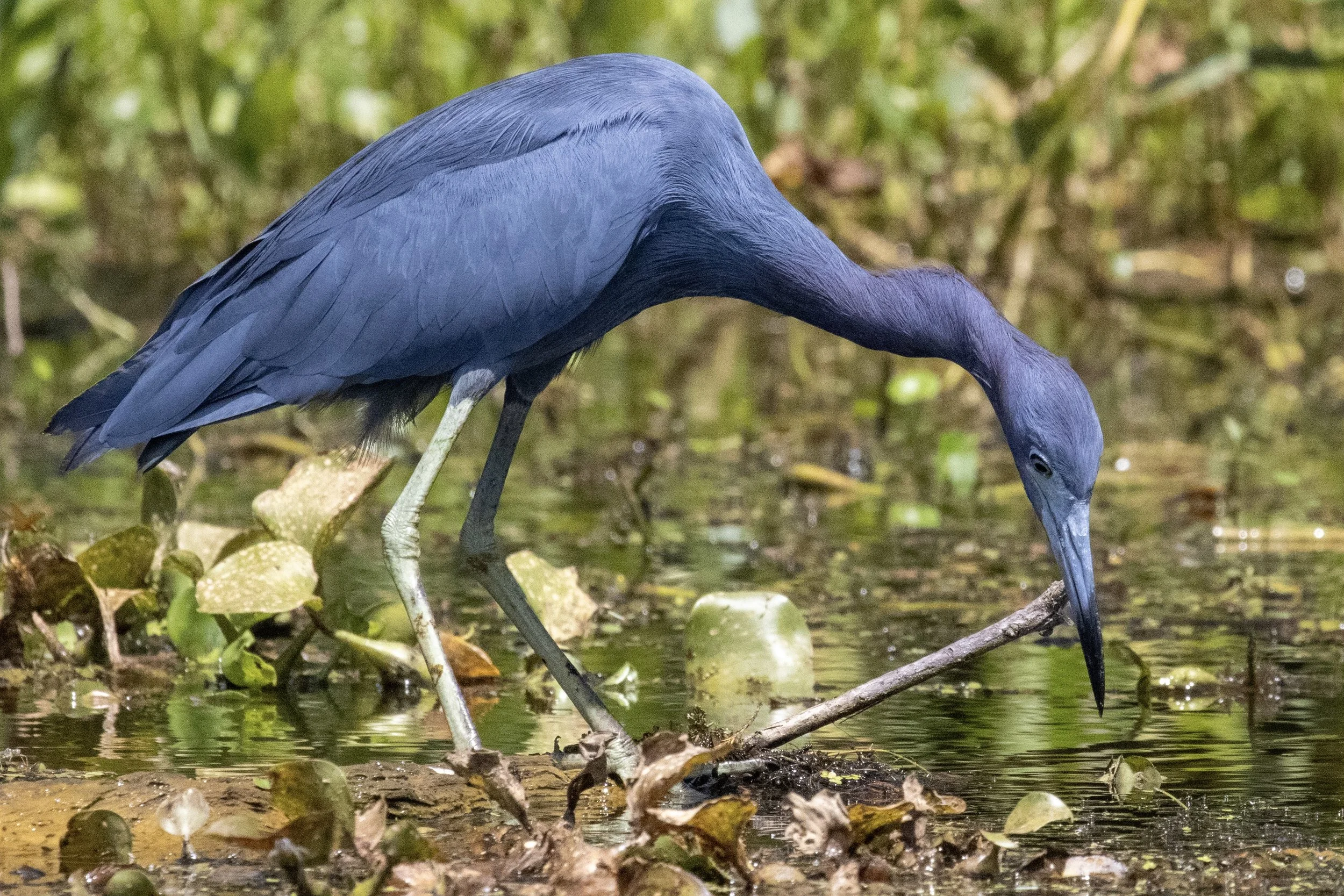 A blue heron wading through a shallow body of water, surrounded by green foliage, looking down at a stick or branch.