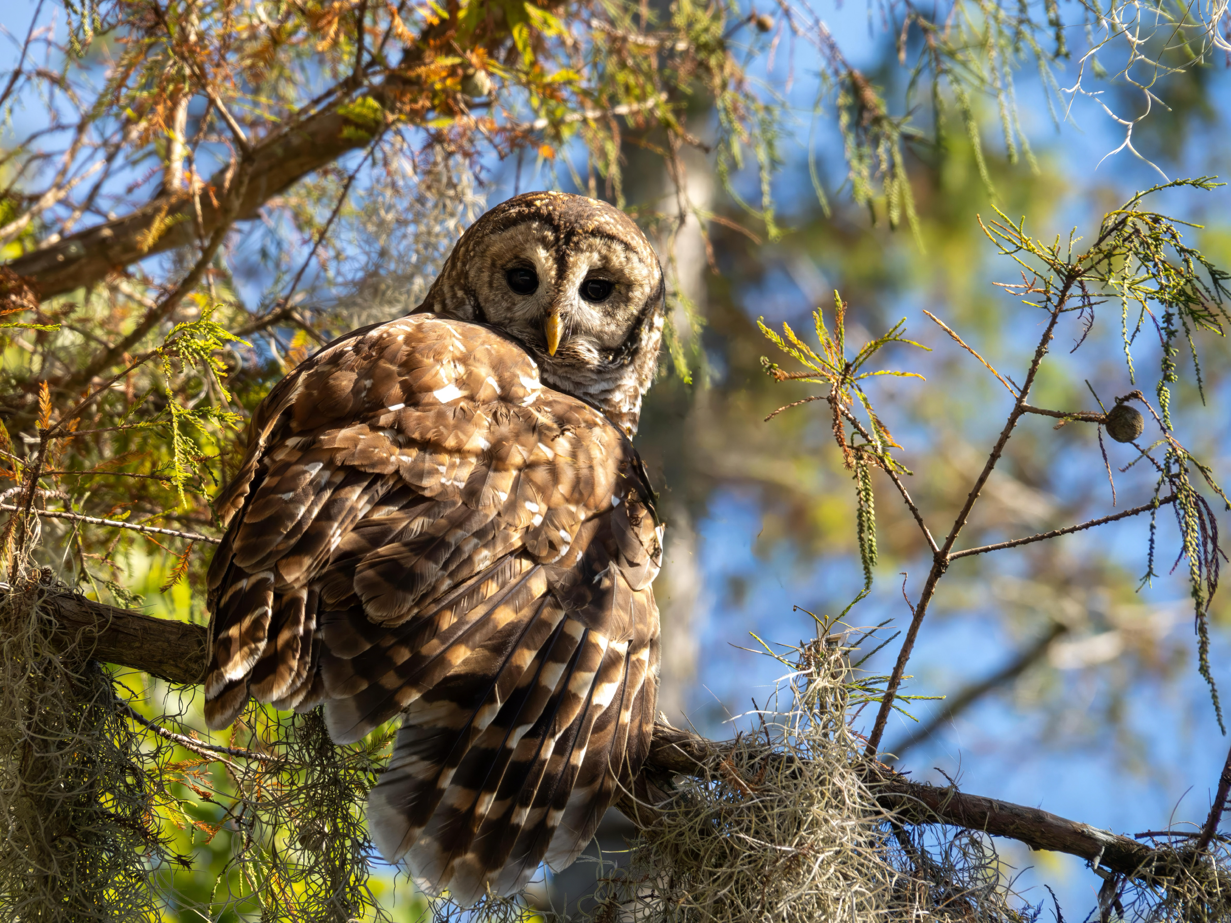 Close-up of a barn owl perched on a tree branch, looking over its shoulder with large dark eyes, surrounded by pine branches and Spanish moss against a blue sky.