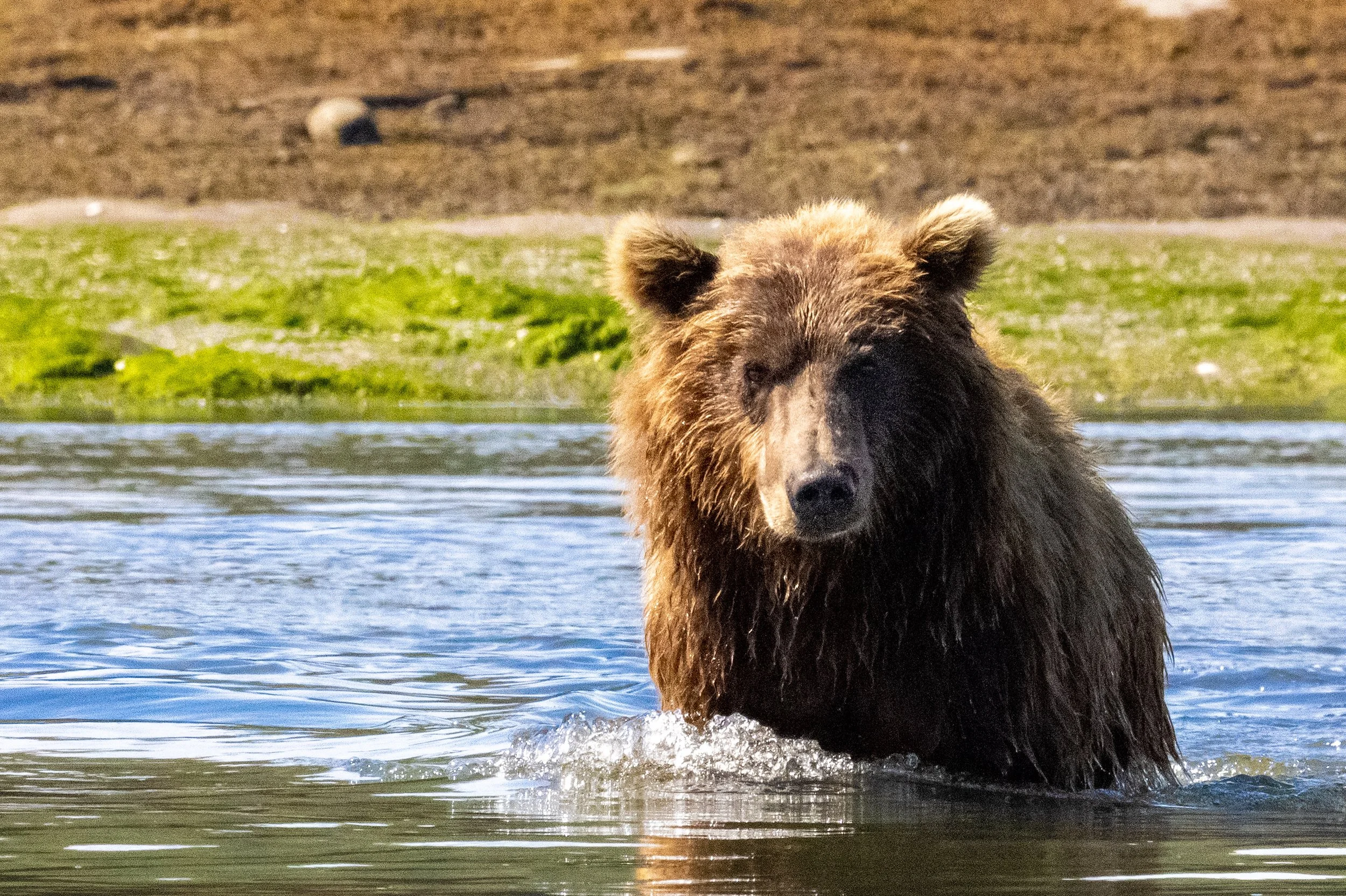 A brown bear standing in a shallow river with water splashing around its chest, with grassy land and a dirt hill in the background.