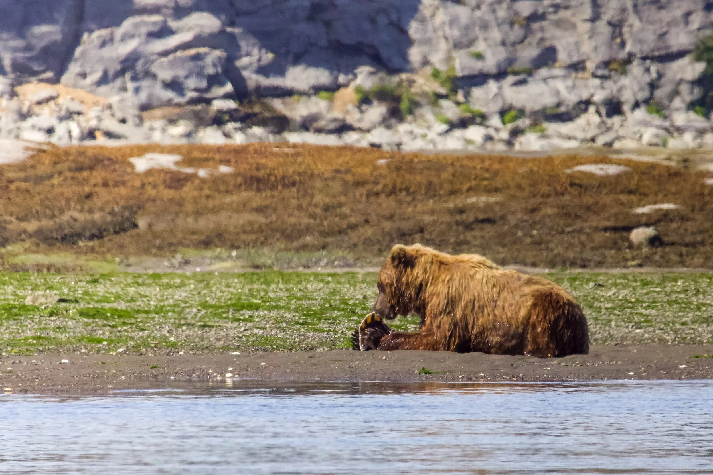 A brown bear sitting on a riverbank, grooming itself near water with a backdrop of rocky terrain and sparse vegetation.