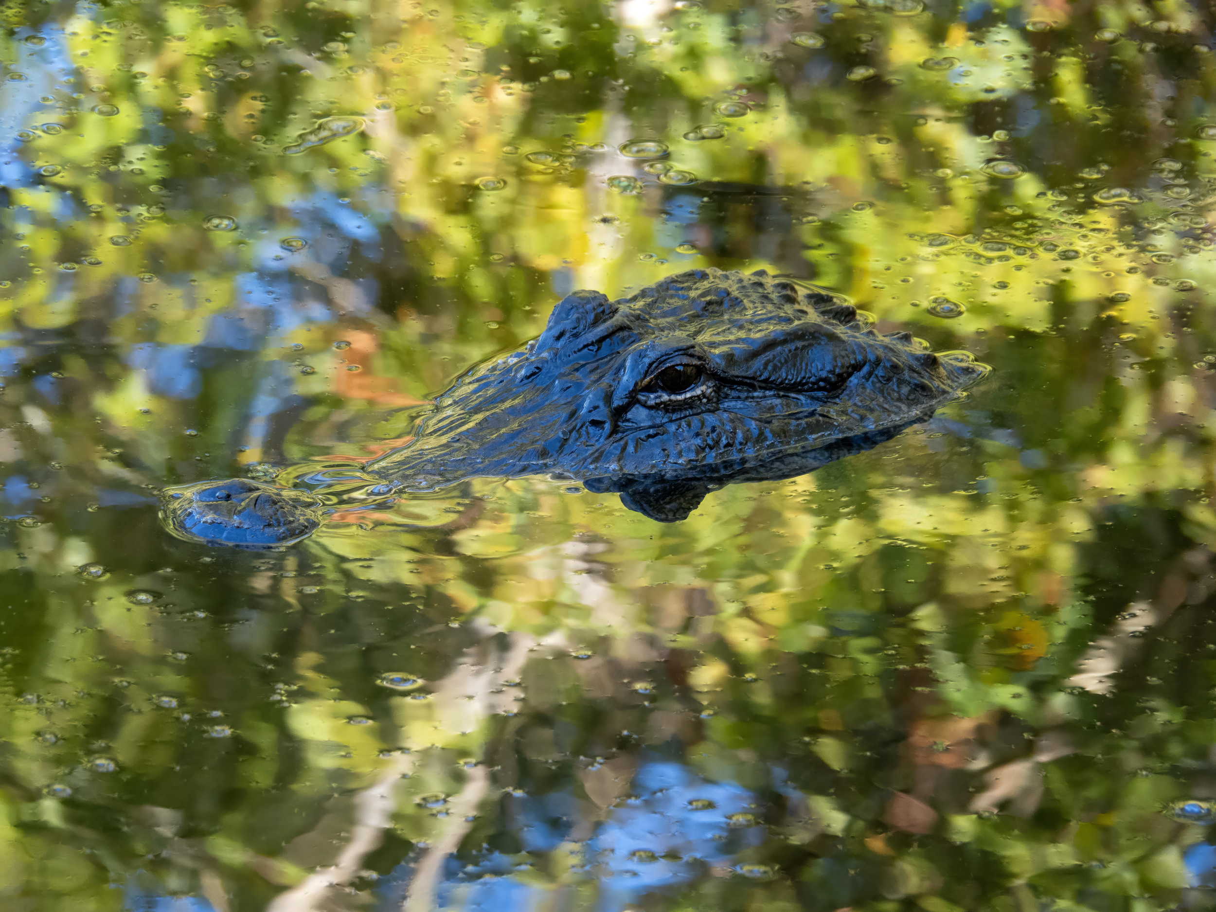 A crocodile partially submerged in water with reflections of green and yellow foliage.